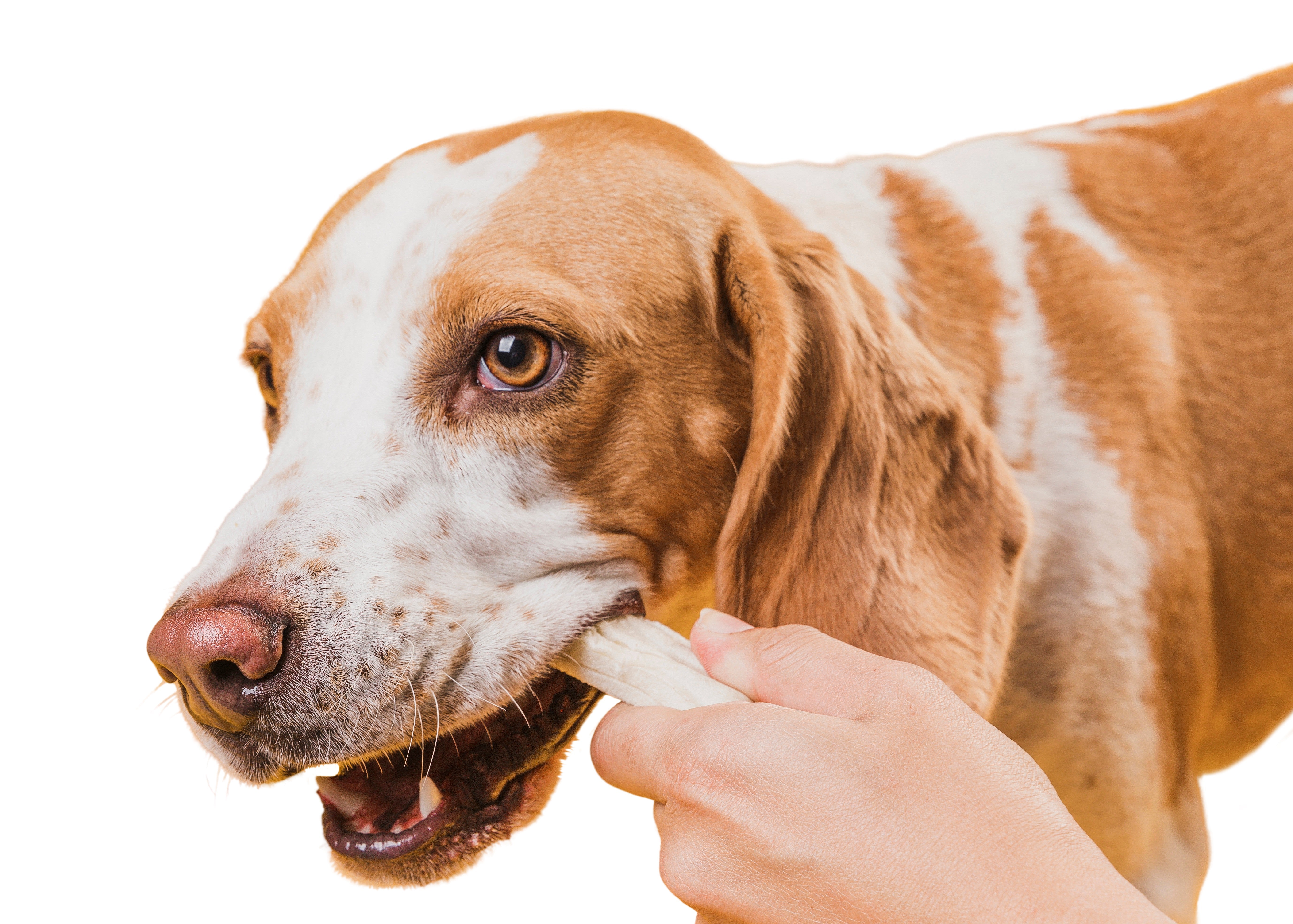 Produtos para higiene dental disponíveis em pet shop: o que realmente funciona?