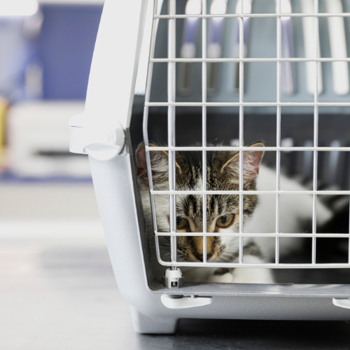 Caixa de transporte: qual escolher no pet shop