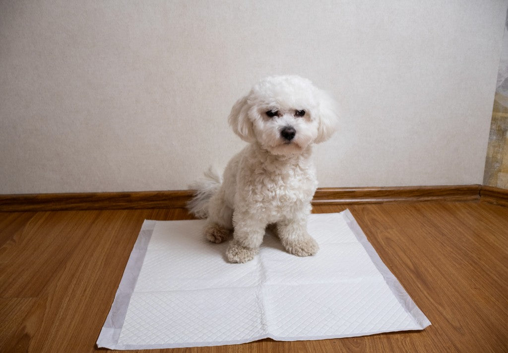 Tapete higiênico ou jornal: qual é melhor para seu cão?