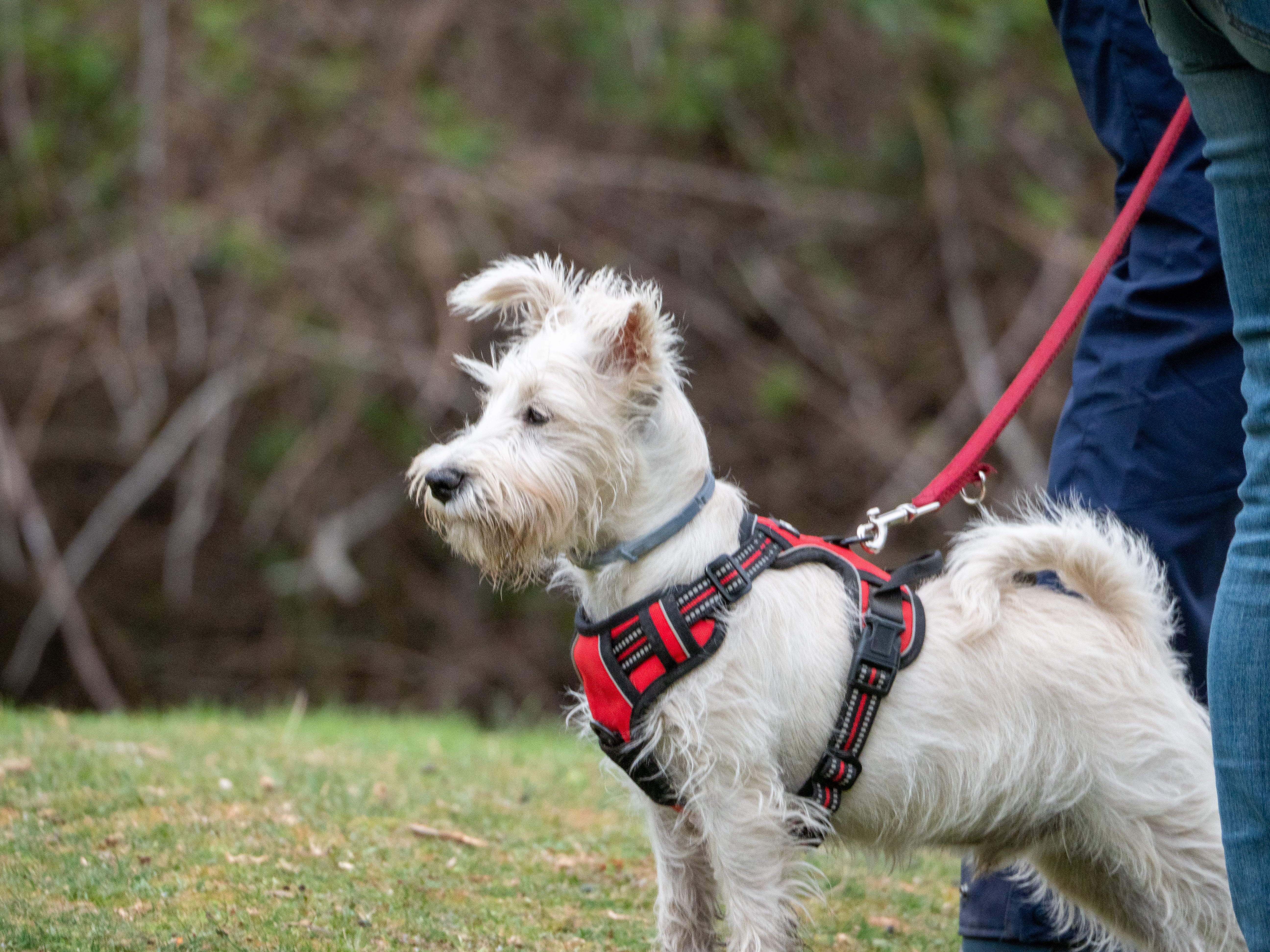 Coleira simples ou peitoral: qual é melhor para passear com seu cachorro?