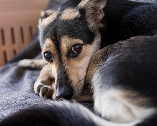 Como acalmar cachorro com medo de fogos: guia completo para tutores