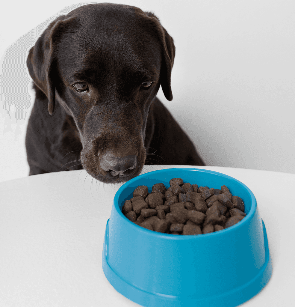 Ração para cães castrados: por que é diferente e quando começar a usar