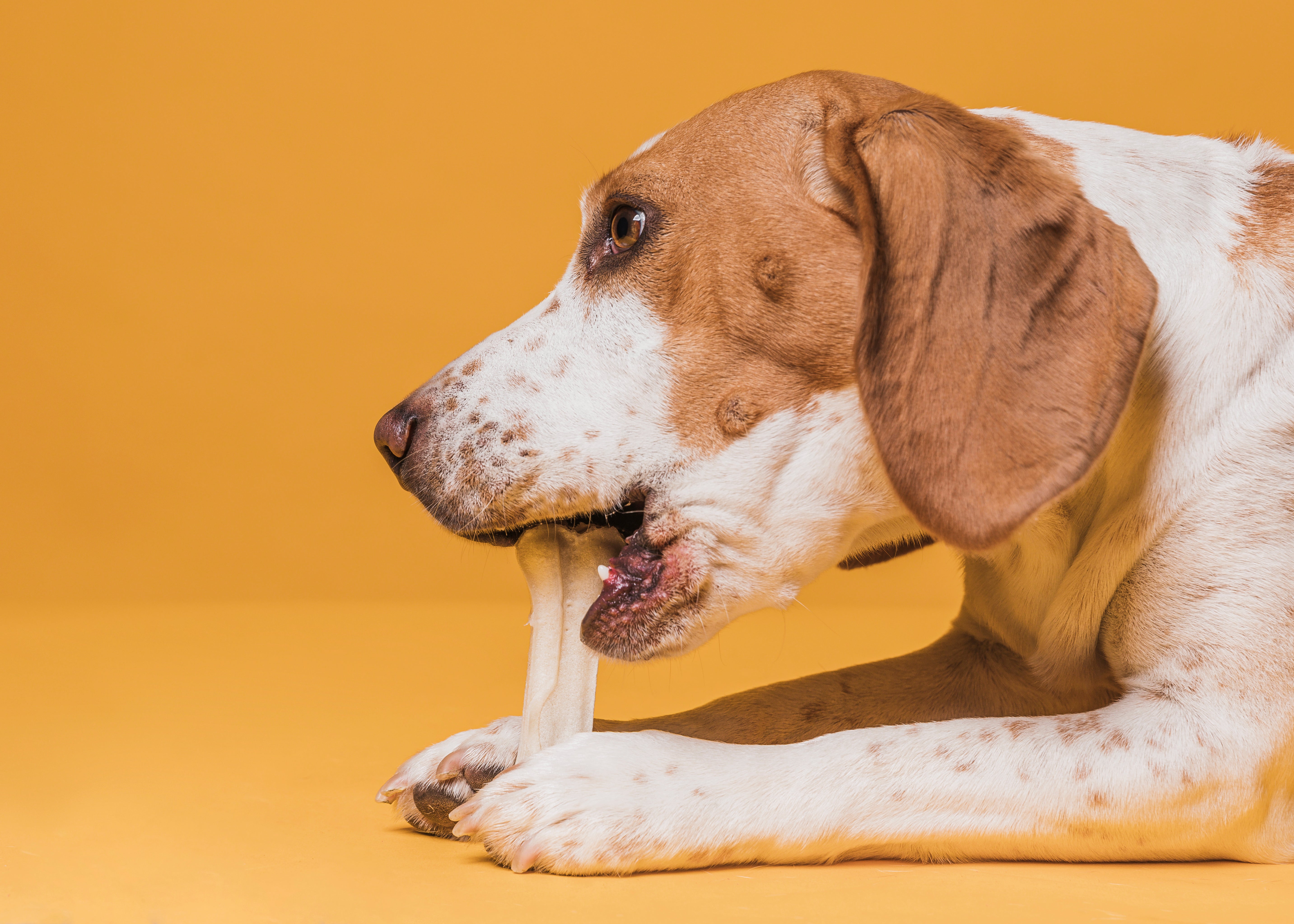 Melhores snacks disponíveis no pet shop para treinar e recompensar cães
