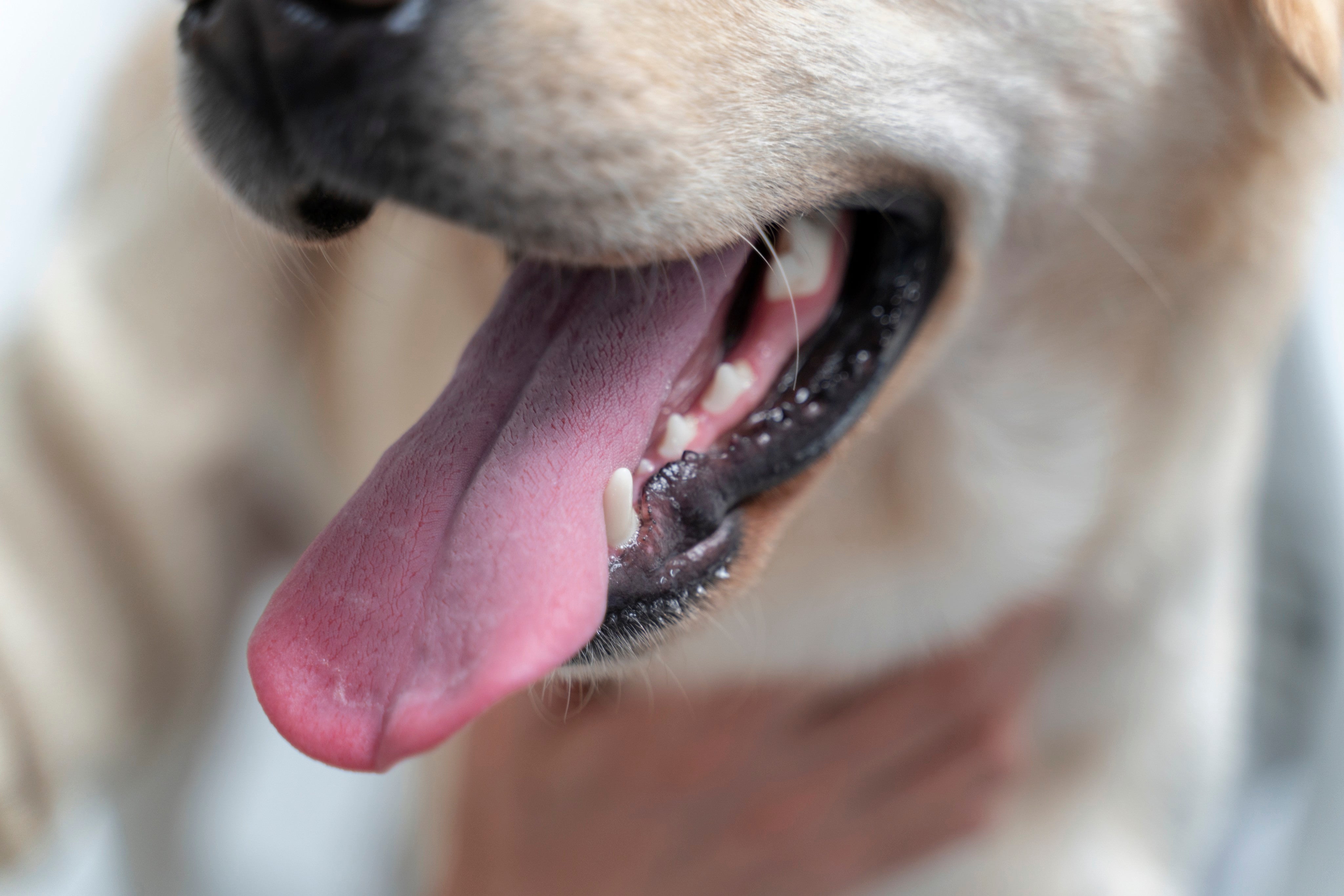 Como cuidar dos dentes do seu cachorro e evitar tártaro