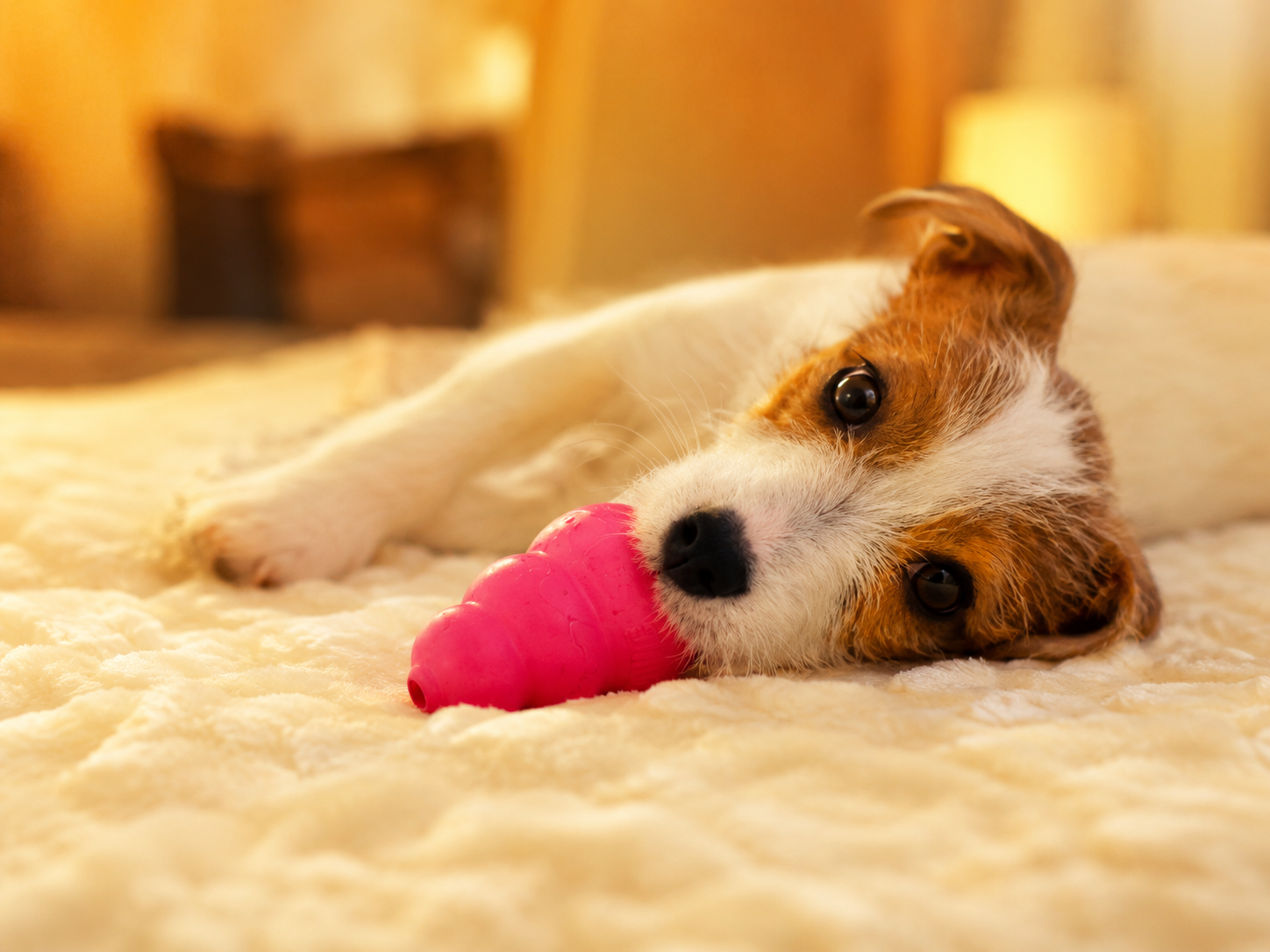 Por que alguns cães dormem com um brinquedo na boca?