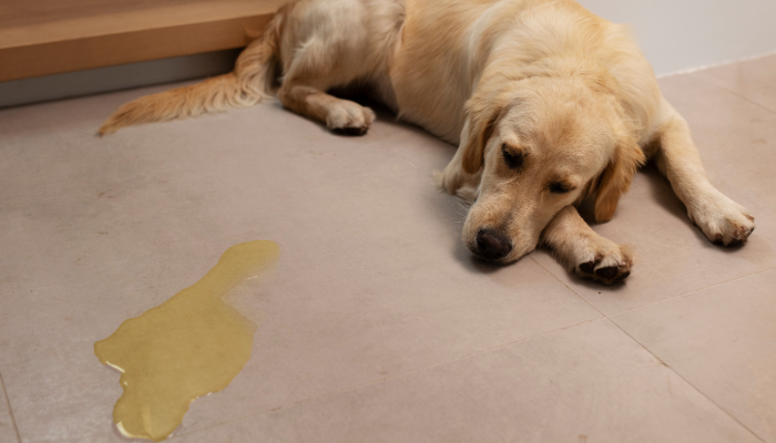 Como ensinar seu cachorro a usar o tapete higiênico