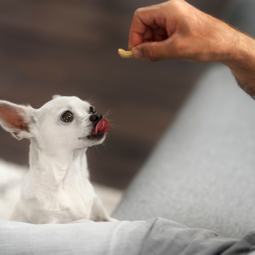 Suplementos para pets: quando usar e quais os cuidados necessários
