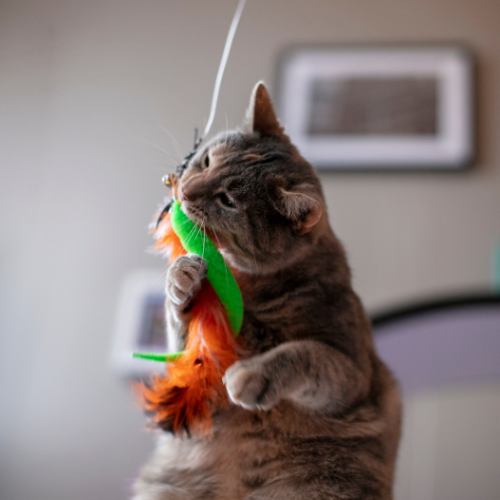 Melhores brinquedos interativos para gatos de apartamento