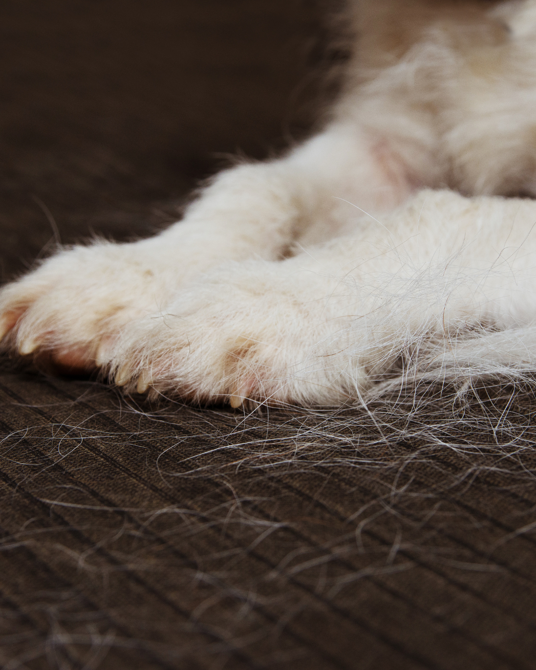 Como evitar o acúmulo de pelos em casa com produtos de pet shop