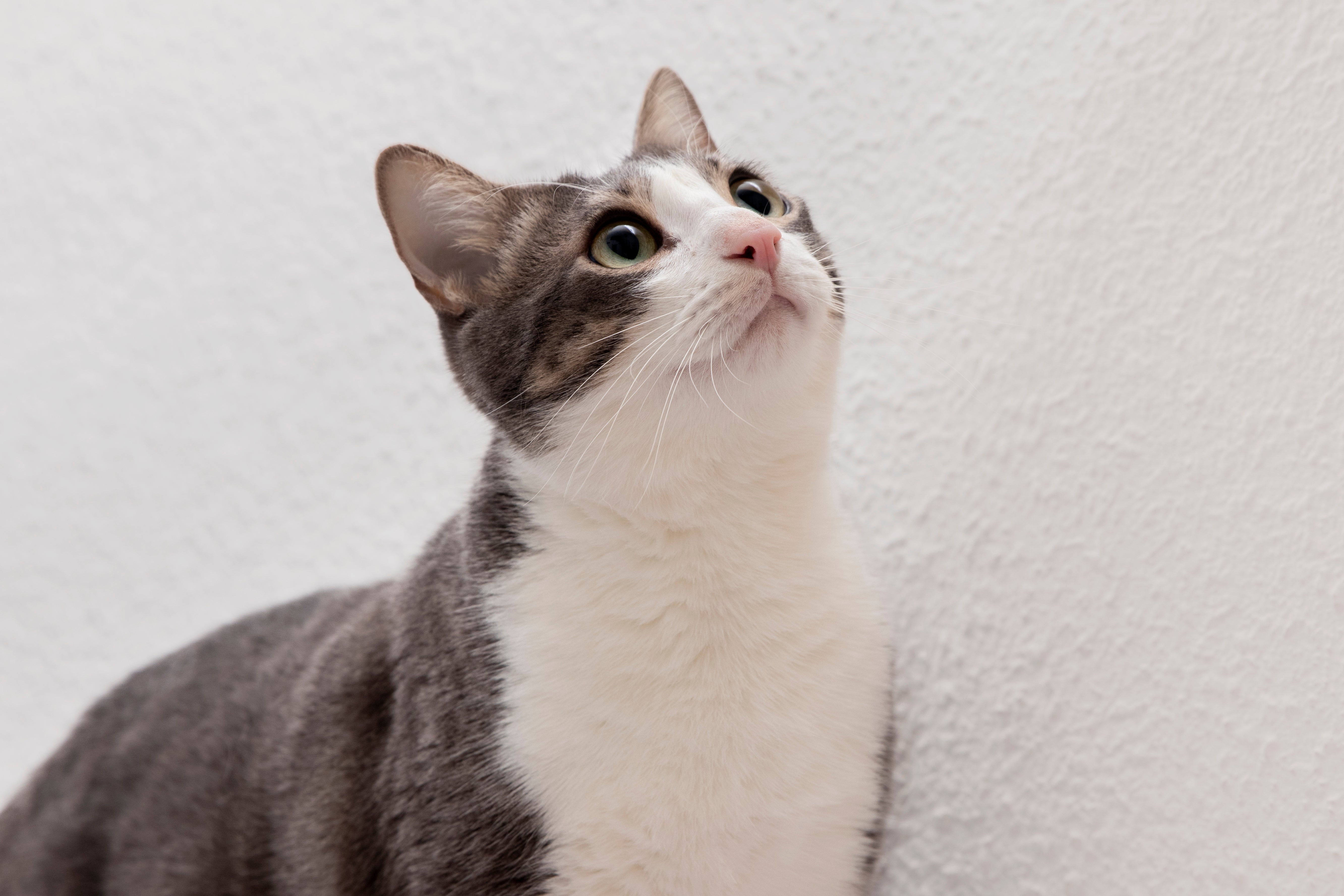 Por que alguns pets escolhem sempre o mesmo lugar da casa para ficar?