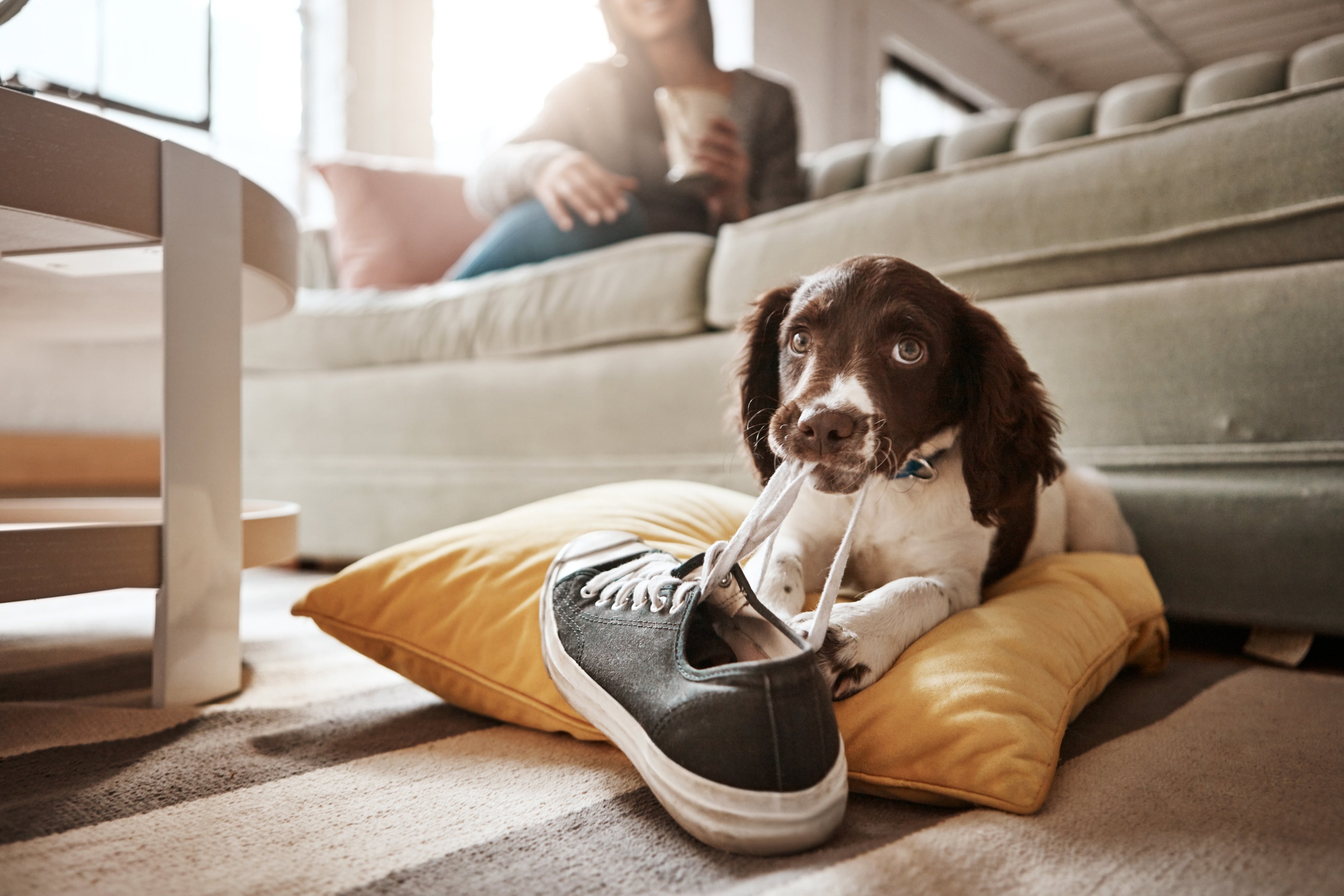 Por que alguns cães carregam objetos pela casa inteira?