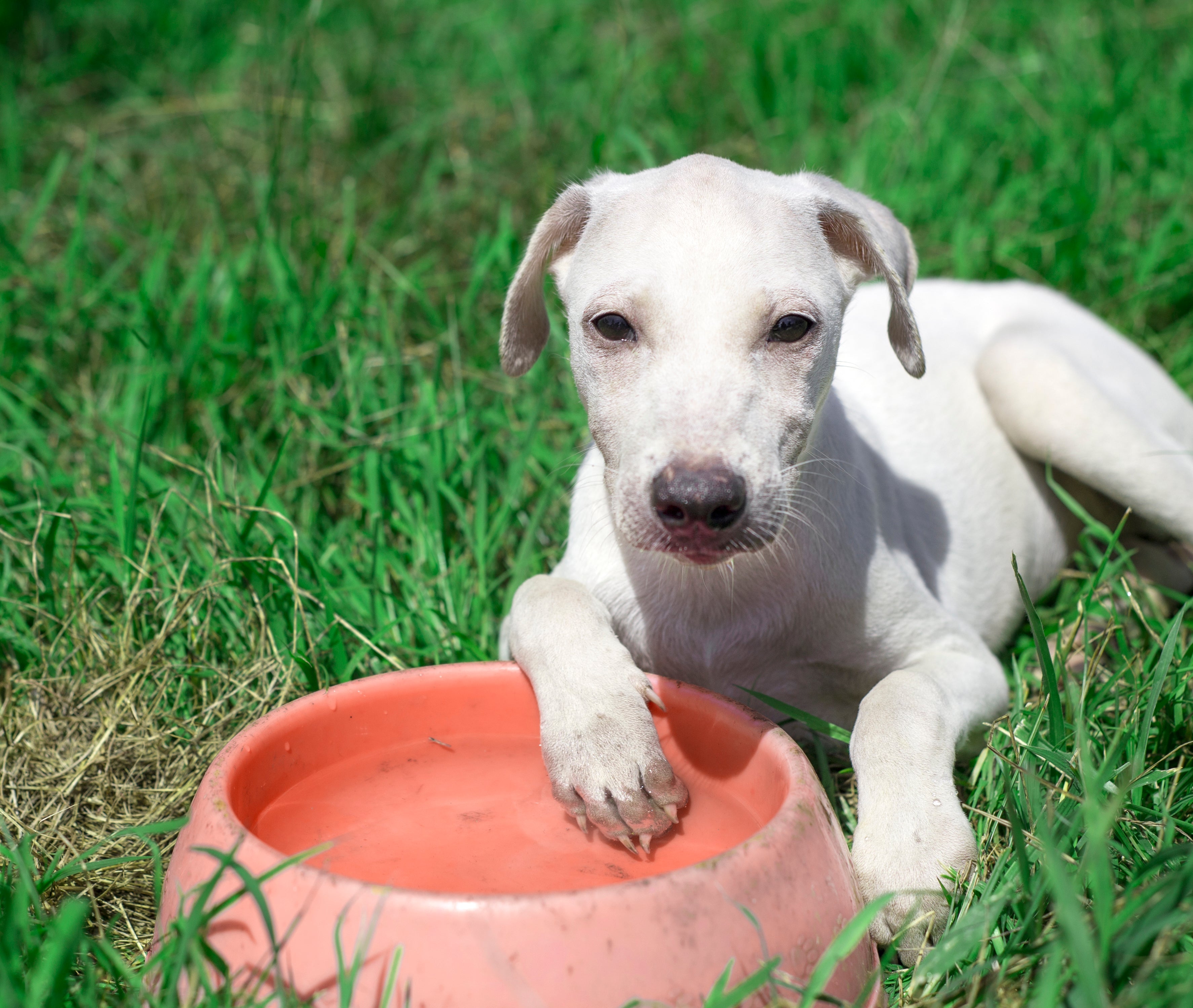 Importância da hidratação para os pets no verão