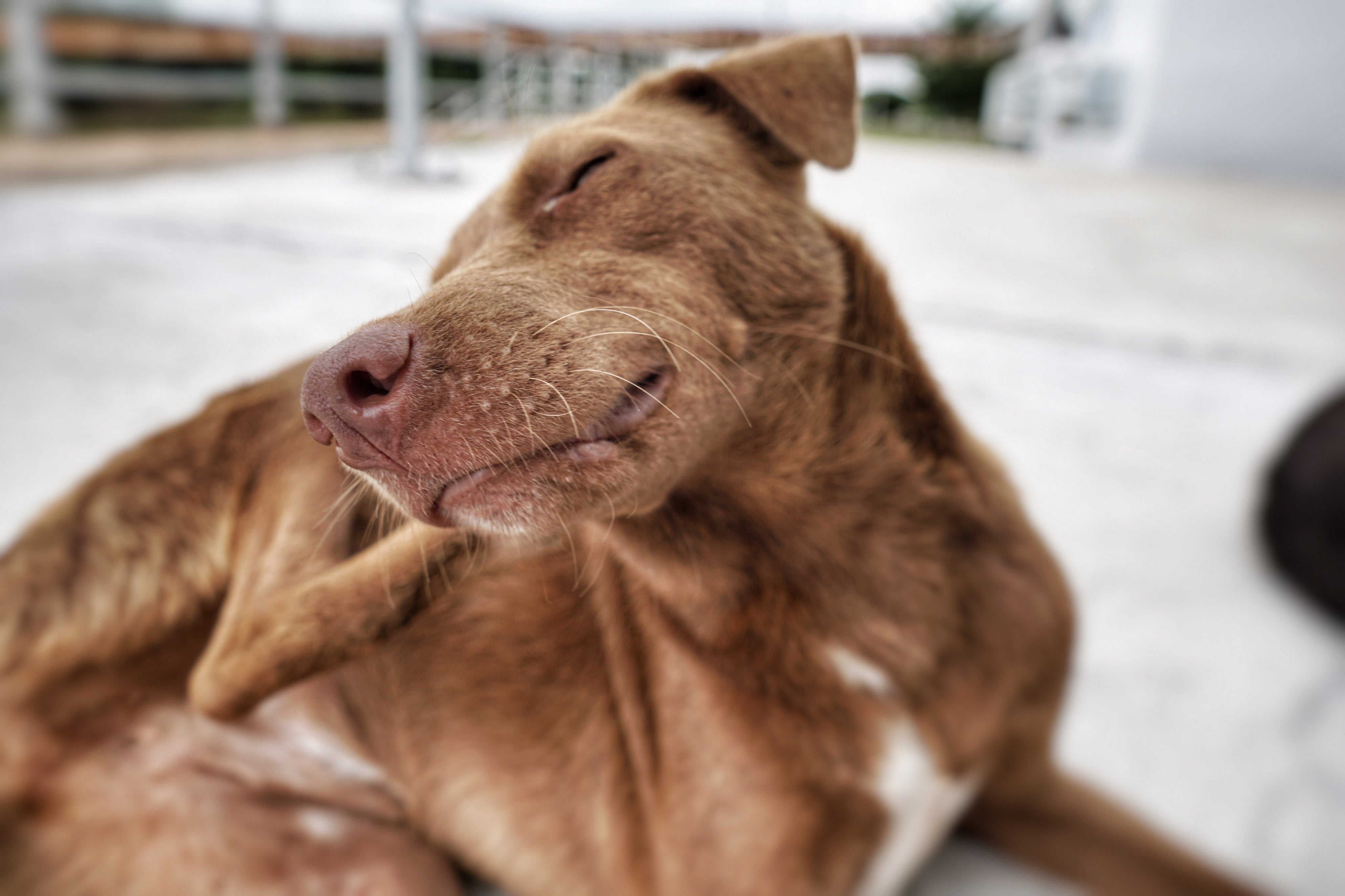 Como escolher o melhor antipulgas para seu pet: comprimido, coleira ou pipeta?