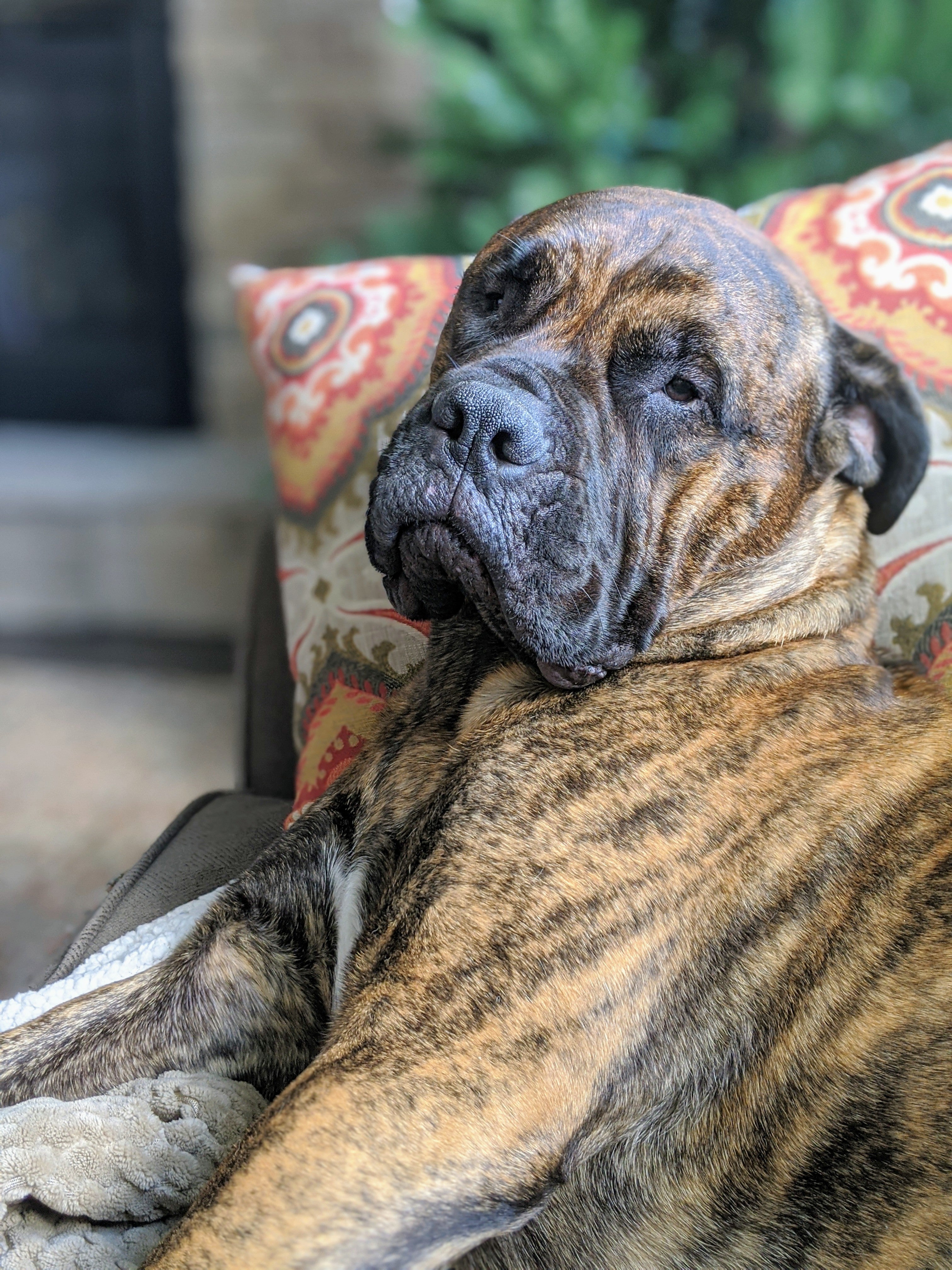 Por que os pets envelhecem mais rápido que os humanos?