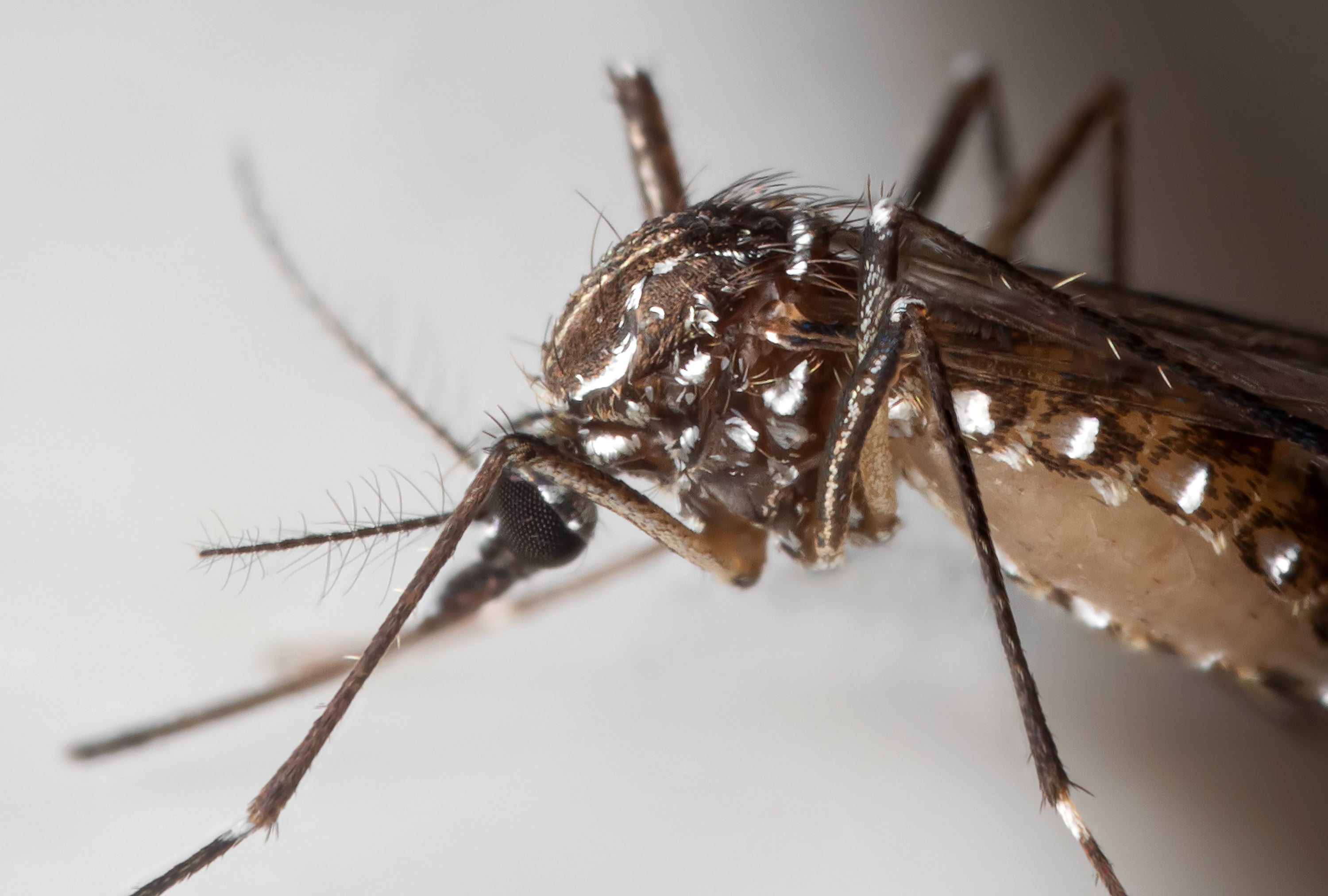 Leishmaniose Pet sintomas, tratamento, prevenção.