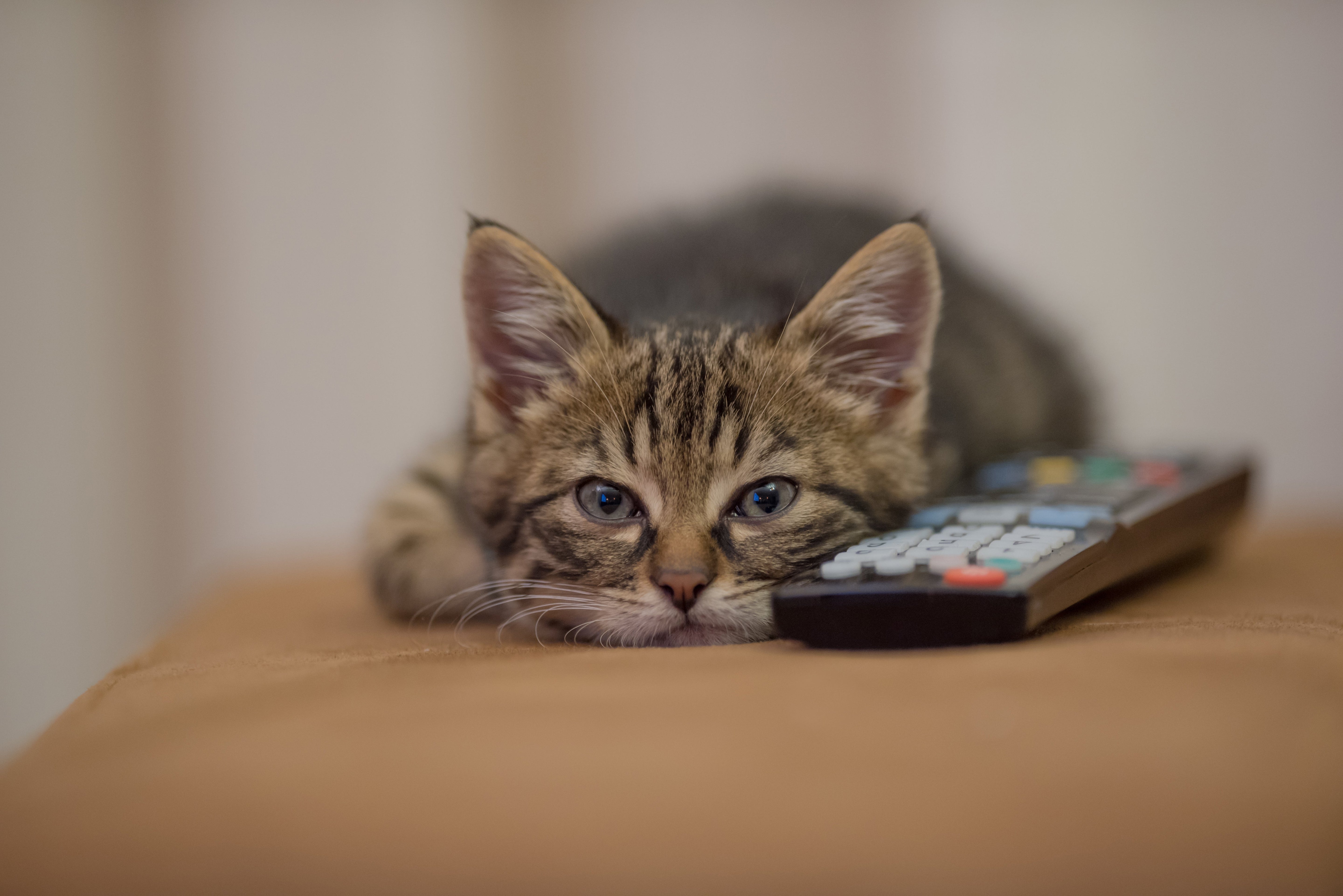 Por que alguns gatos derrubam objetos de propósito? Entenda esse comportamento