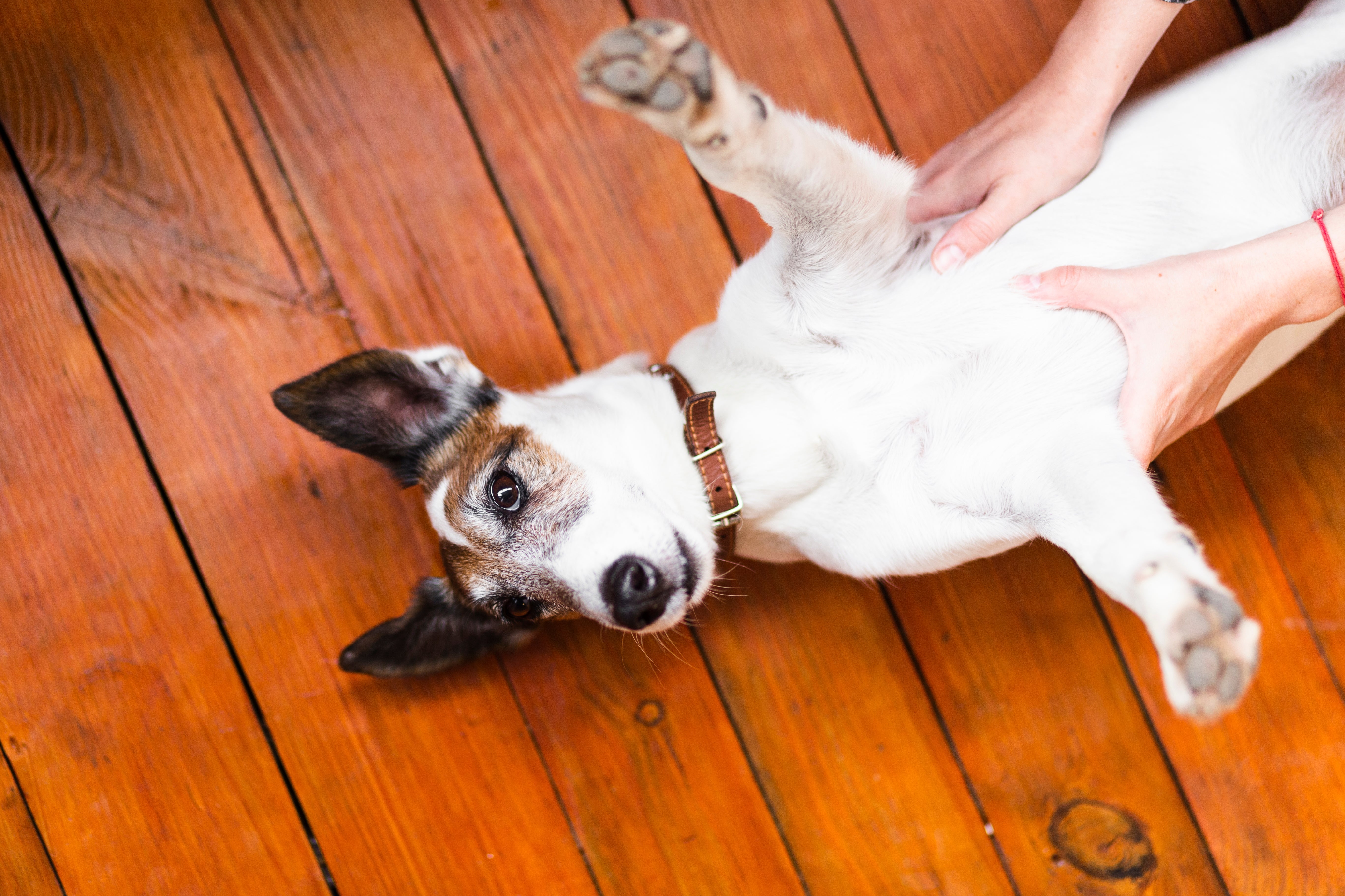 Por que alguns pets dormem com a barriga para cima?