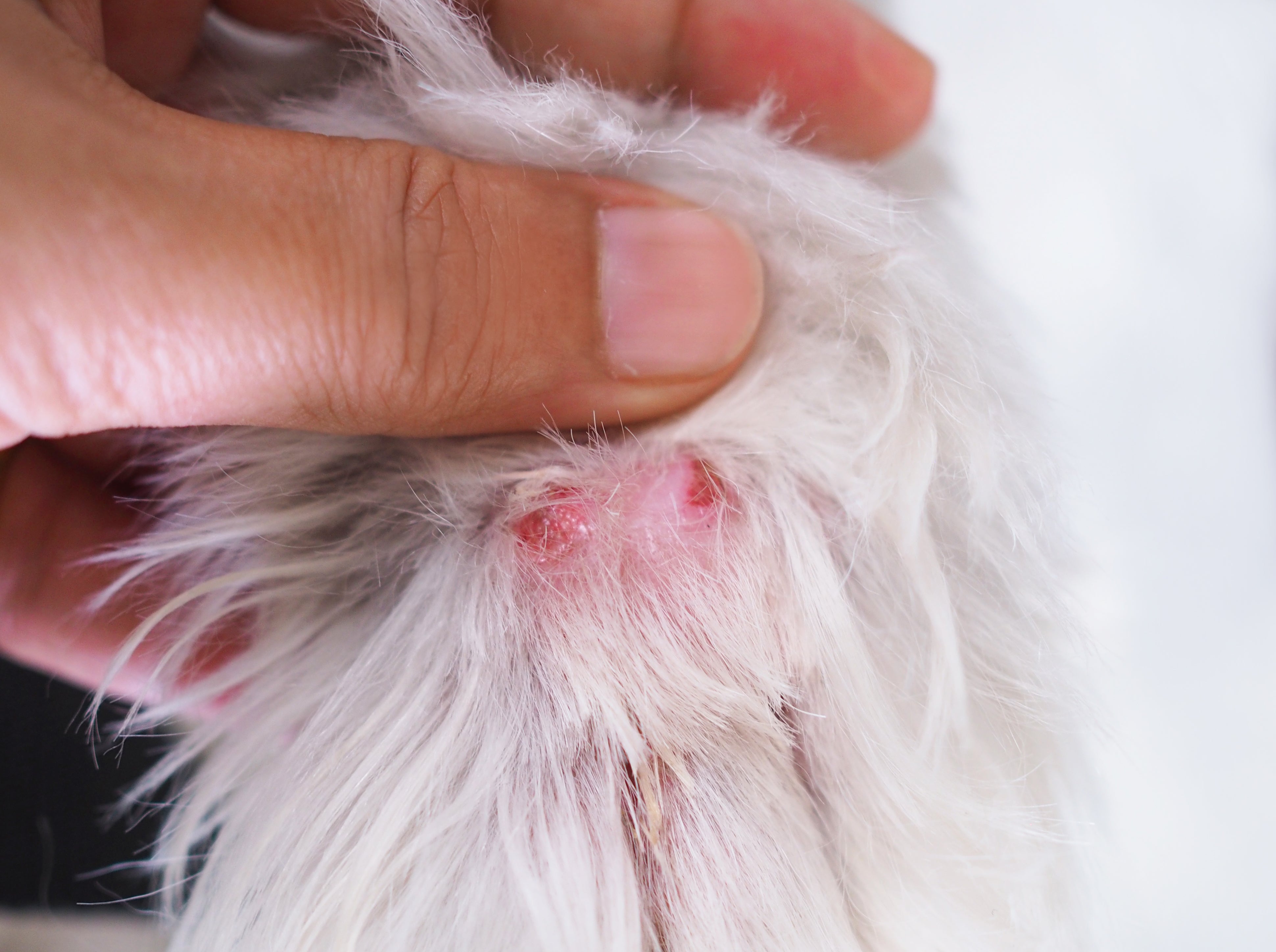 Dermatite em cães e gatos: causas, sintomas e como tratar em casa