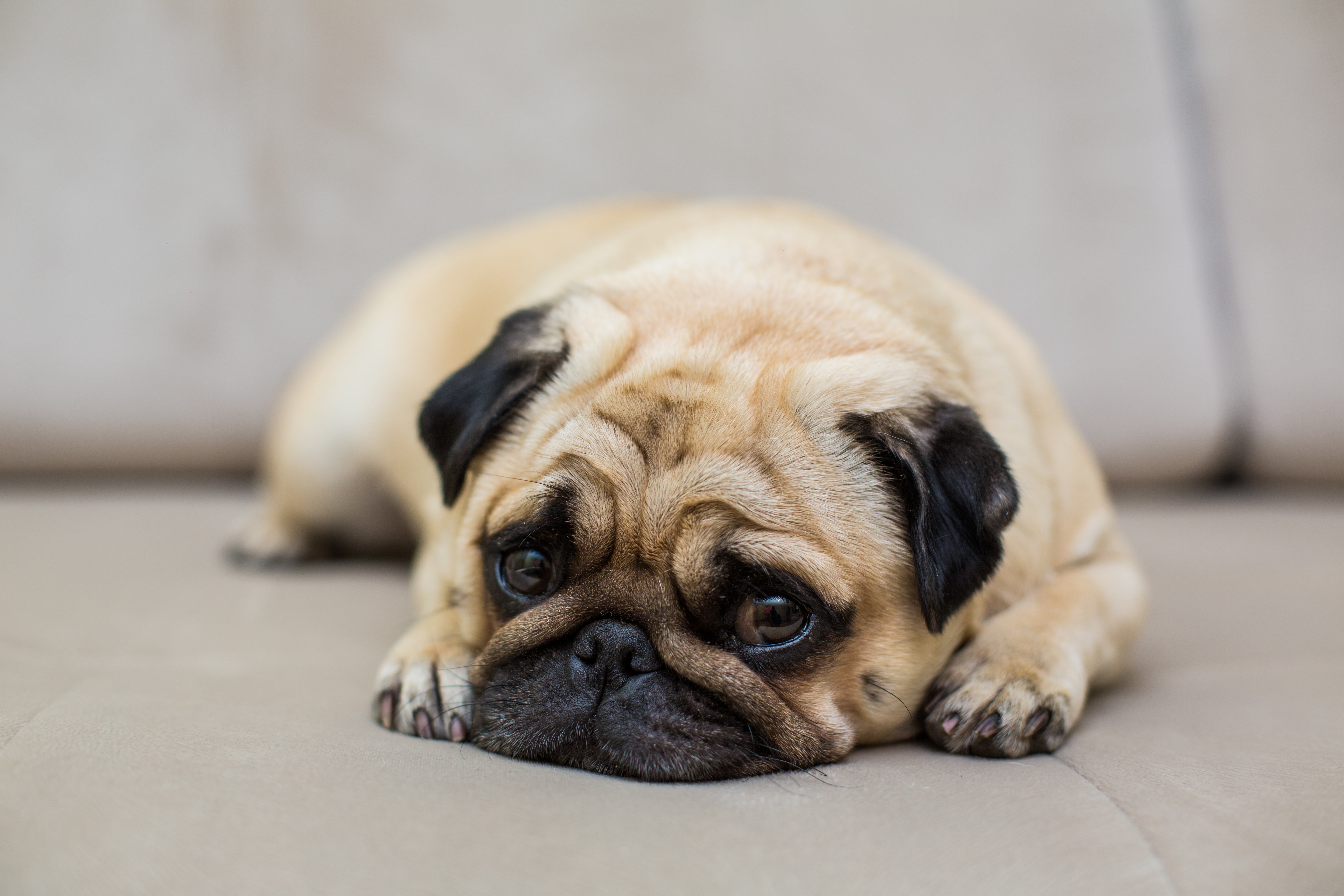 Ansiedade em cães: como identificar e tratar com produtos do pet shop