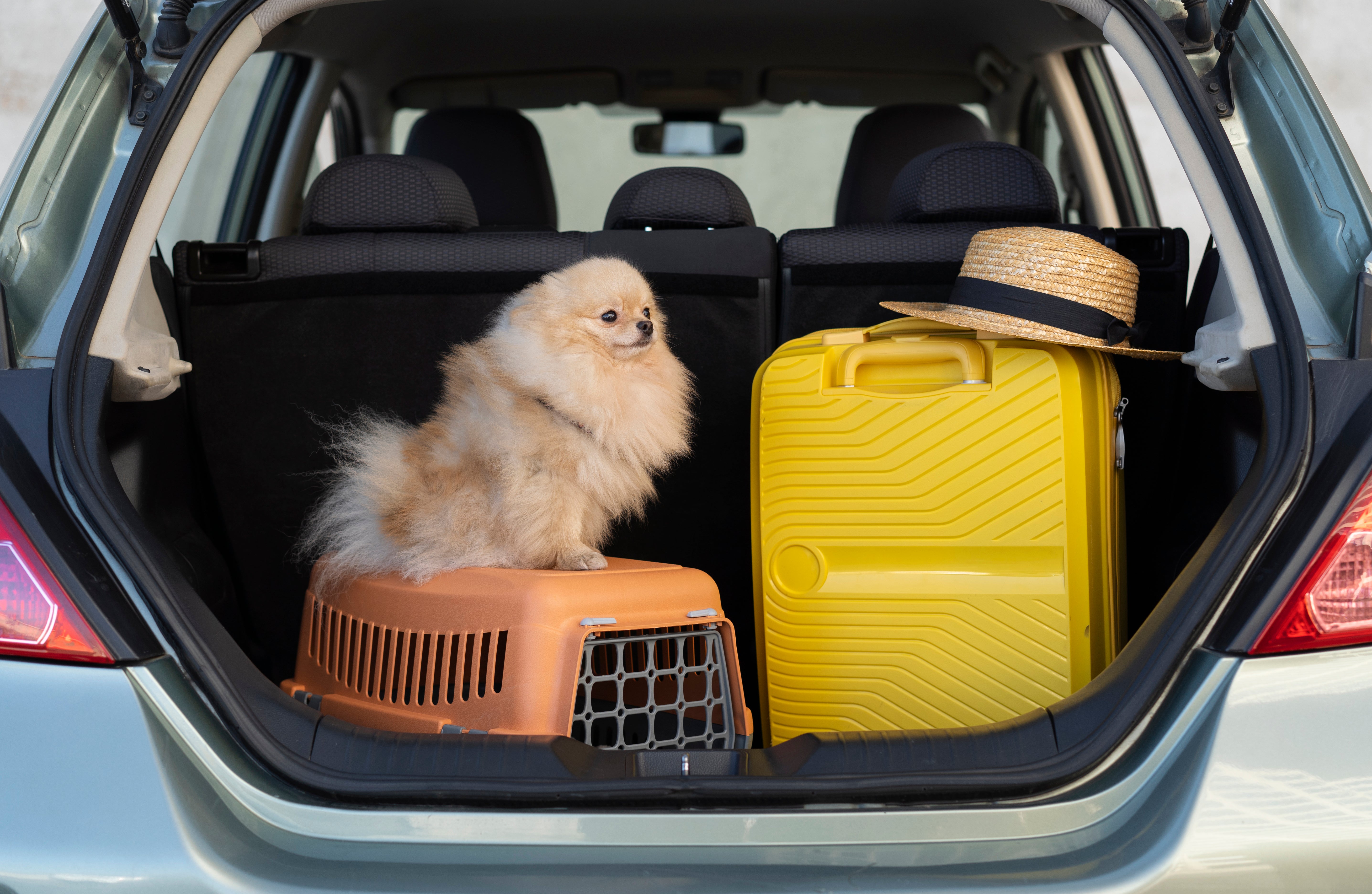Check-list de viagem com pets: produtos indispensáveis para levar na mala