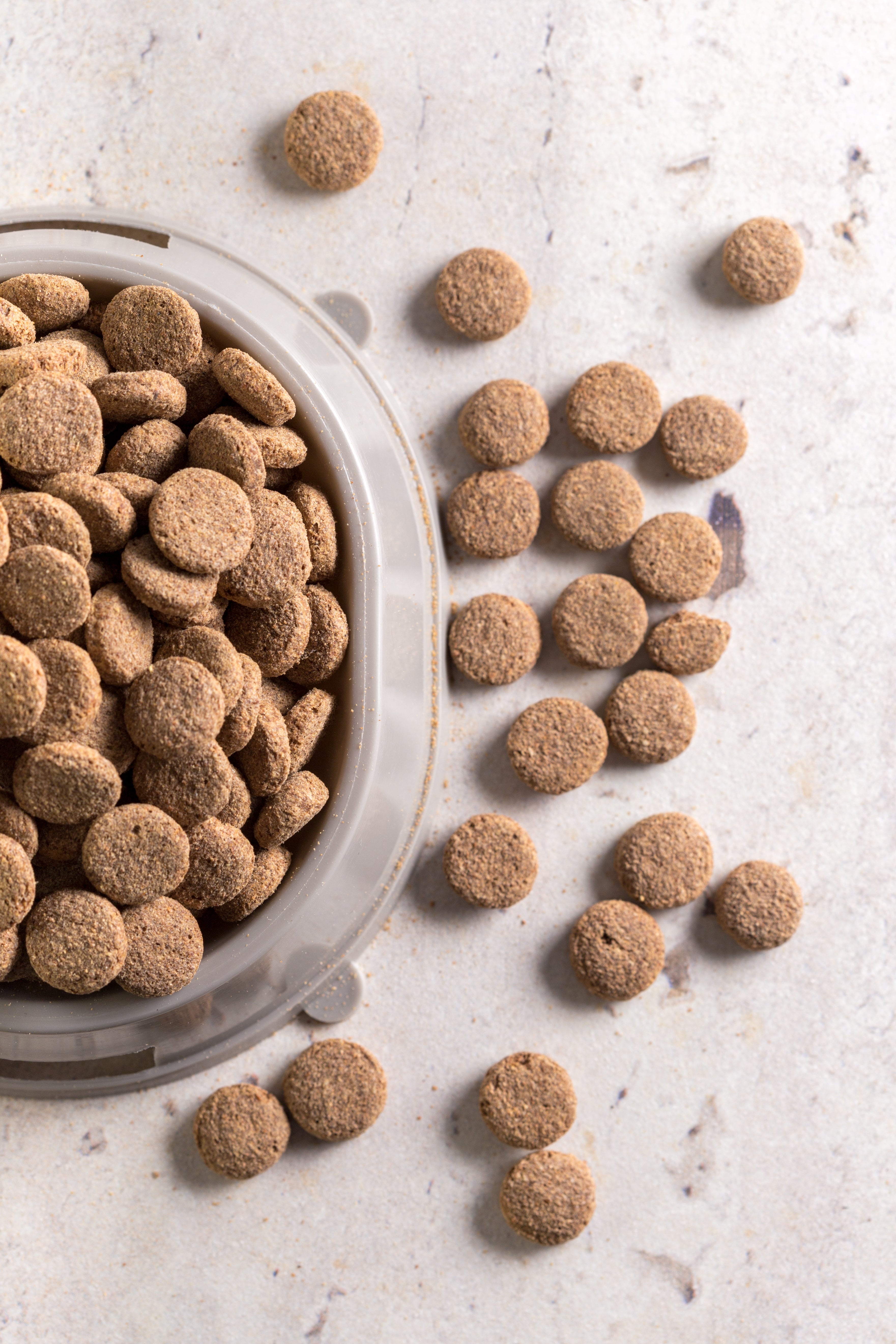 Como evitar desperdício de ração e petiscos