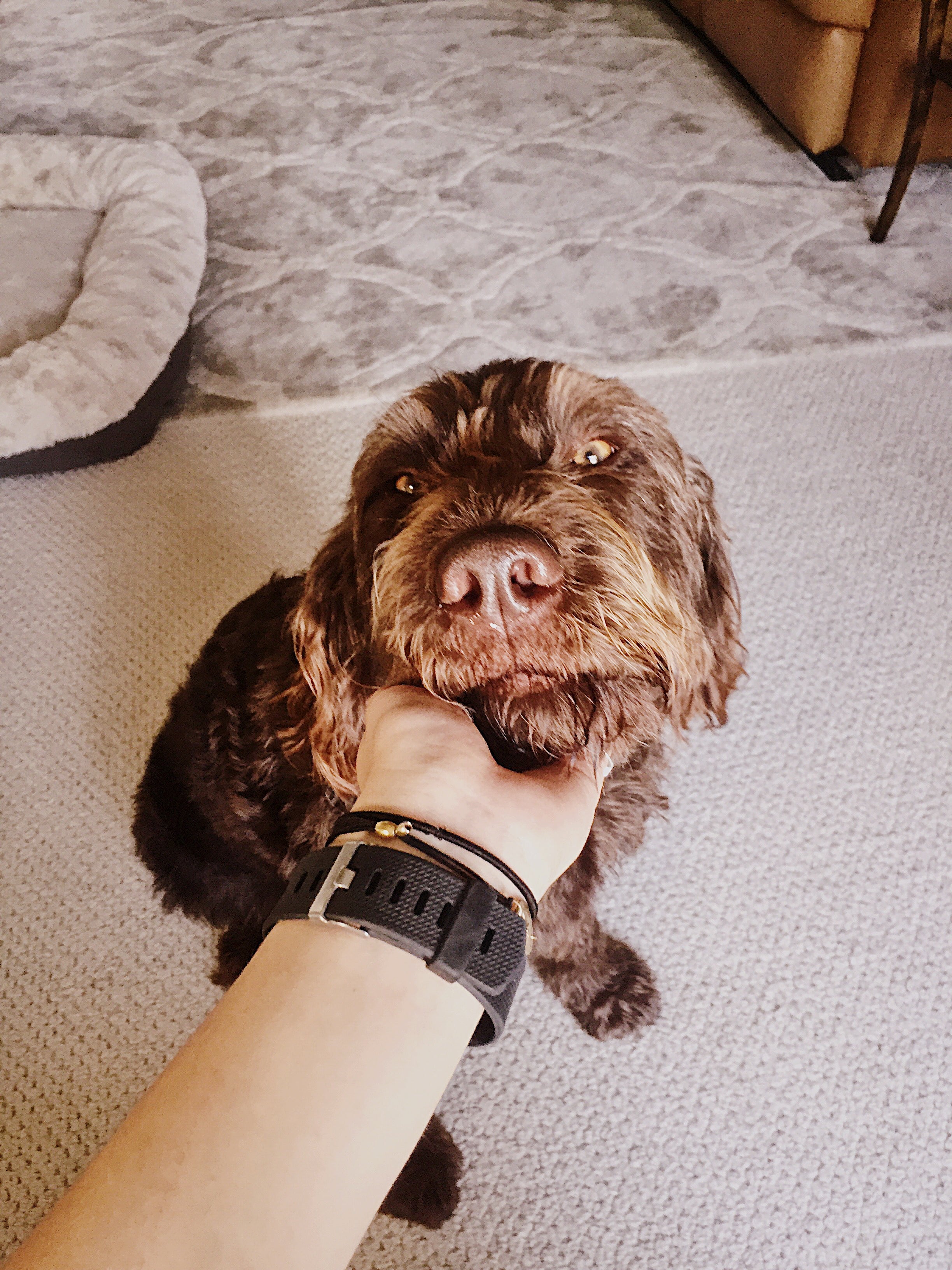 O que ninguém te conta antes de adotar um pet: verdades importantes para uma adoção consciente