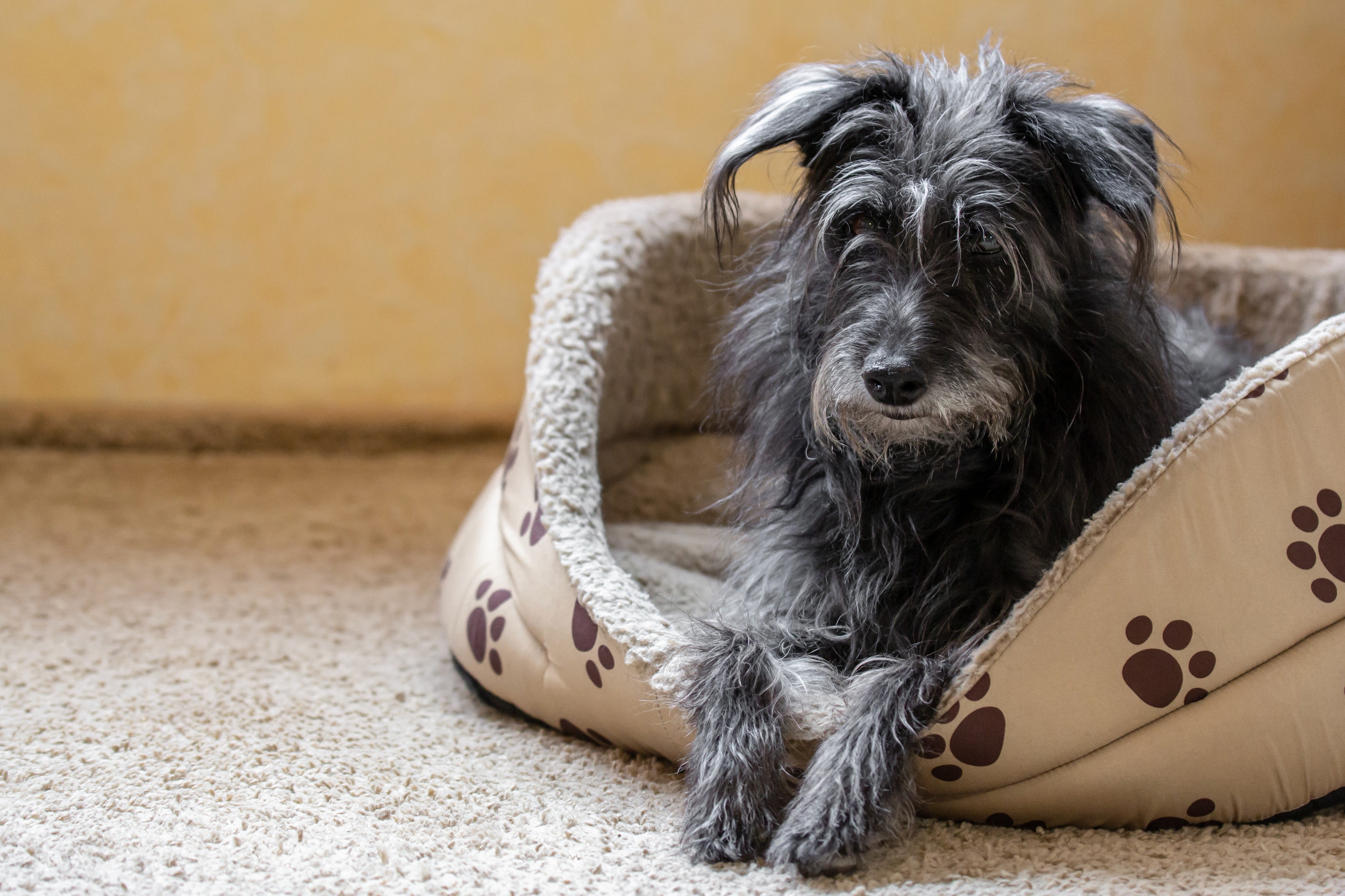Caminhas ortopédicas para cães idosos: quando usar e como escolher