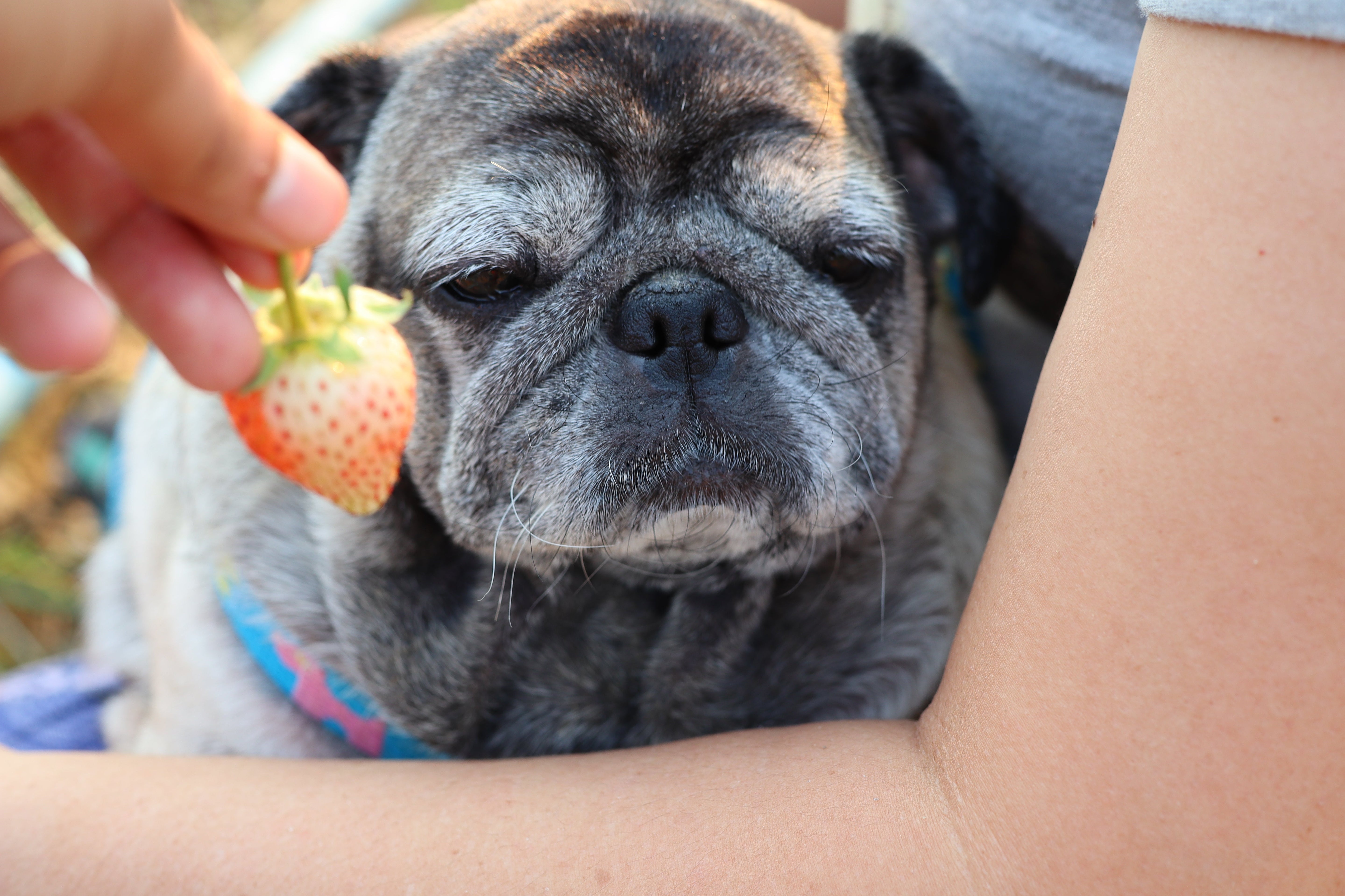 Como identificar obesidade canina