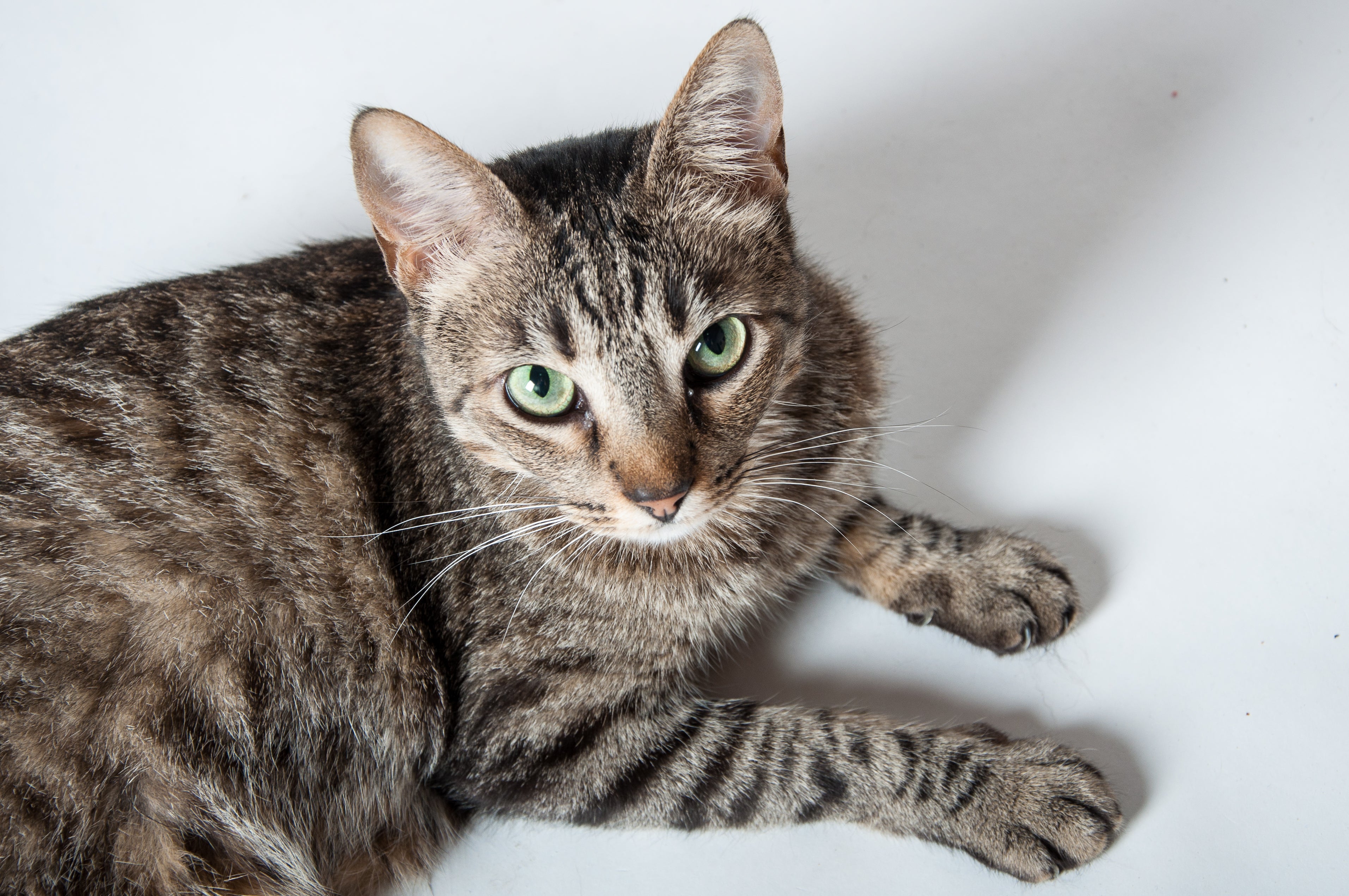 Por que os pets inclinam a cabeça quando você fala com eles? Entenda esse comportamento fofo