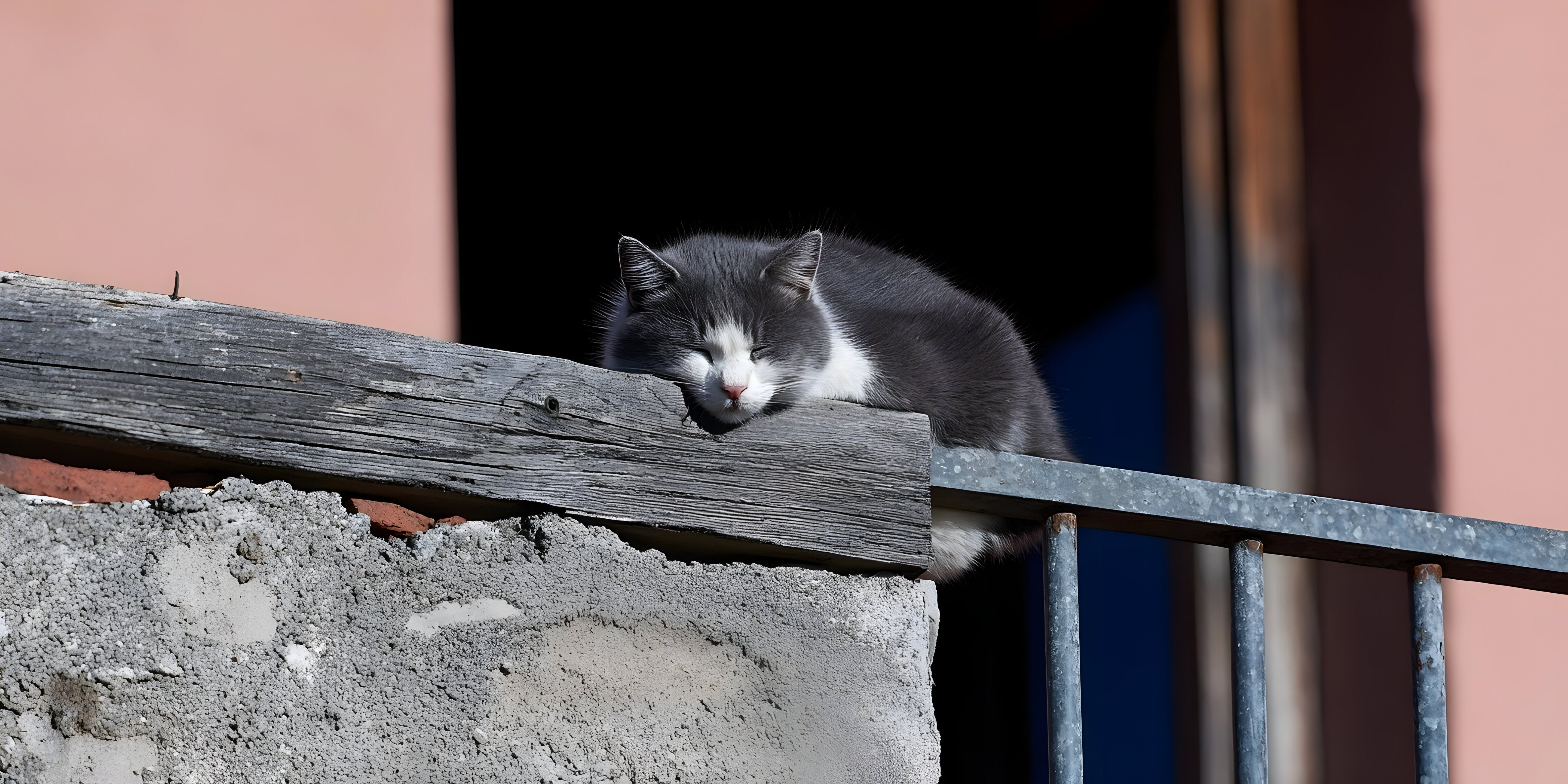 Por que alguns gatos gostam de dormir em lugares altos?