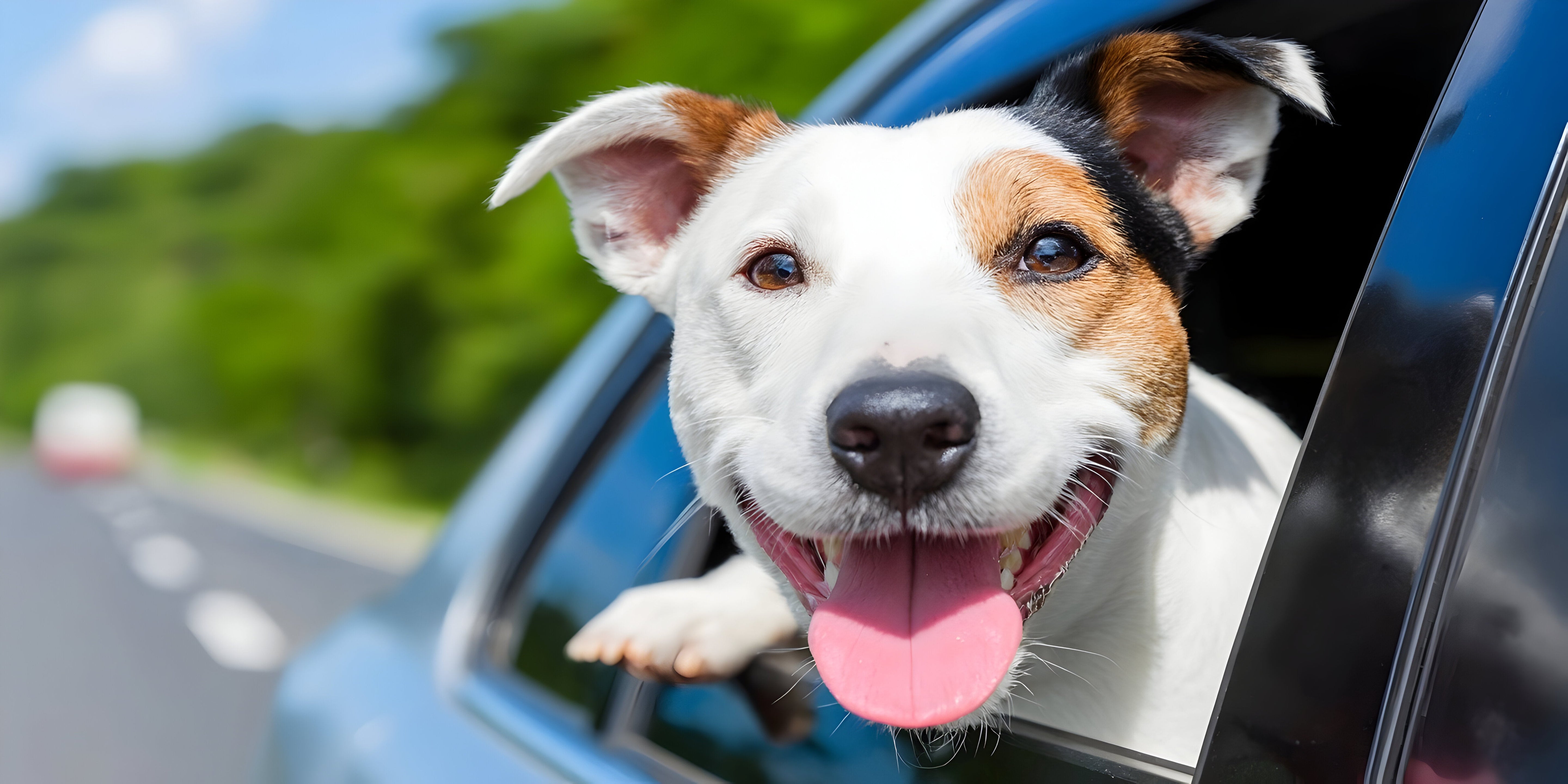 Por que os cães gostam de colocar a cabeça para fora da janela do carro?