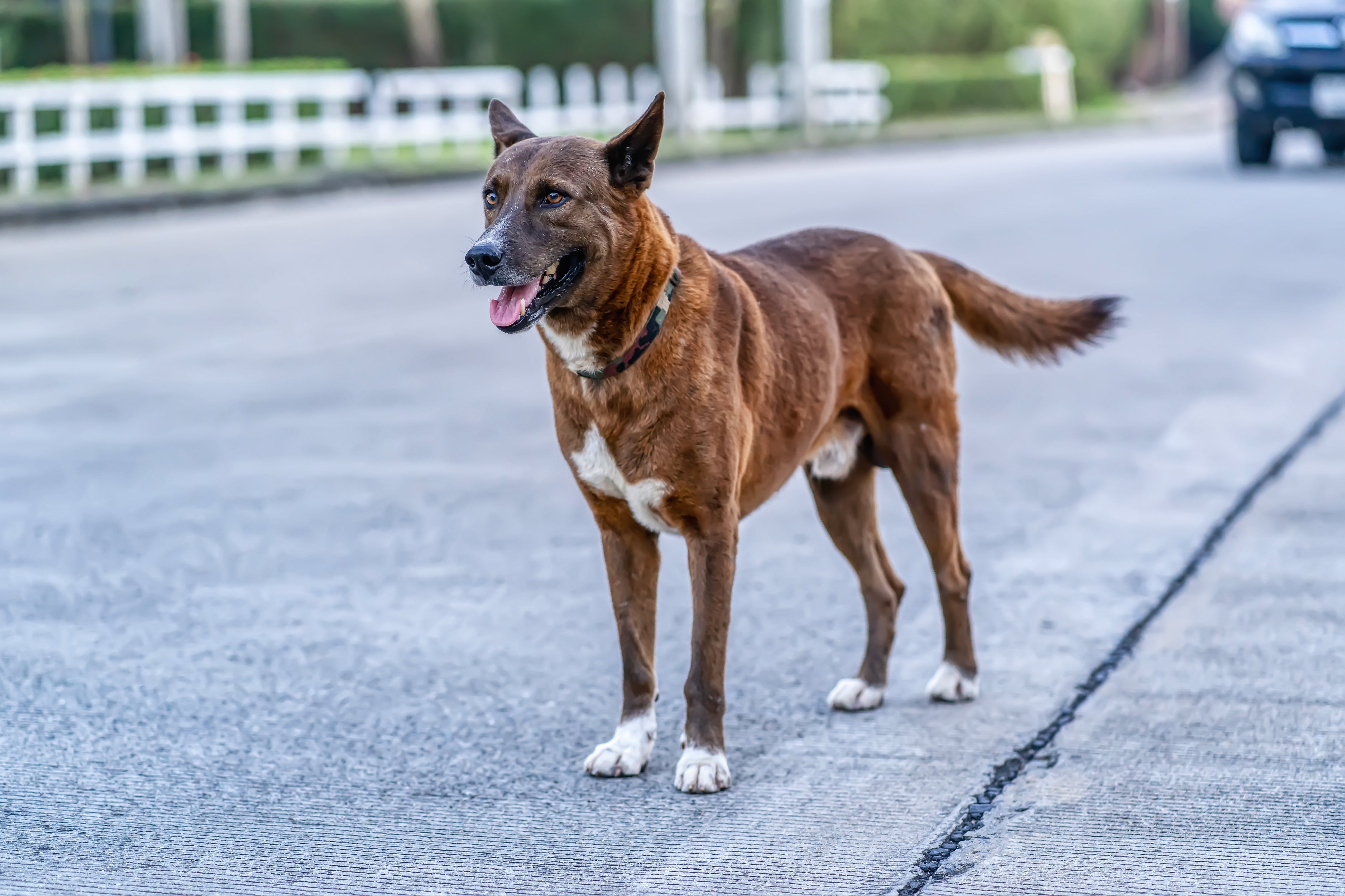 Por que os cães balançam o rabo? Nem sempre significa felicidade