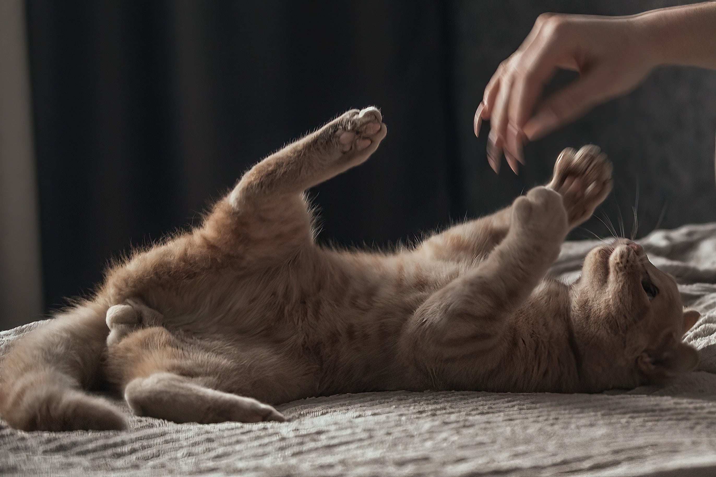 Por que os gatos gostam de se esfregar nas pessoas?