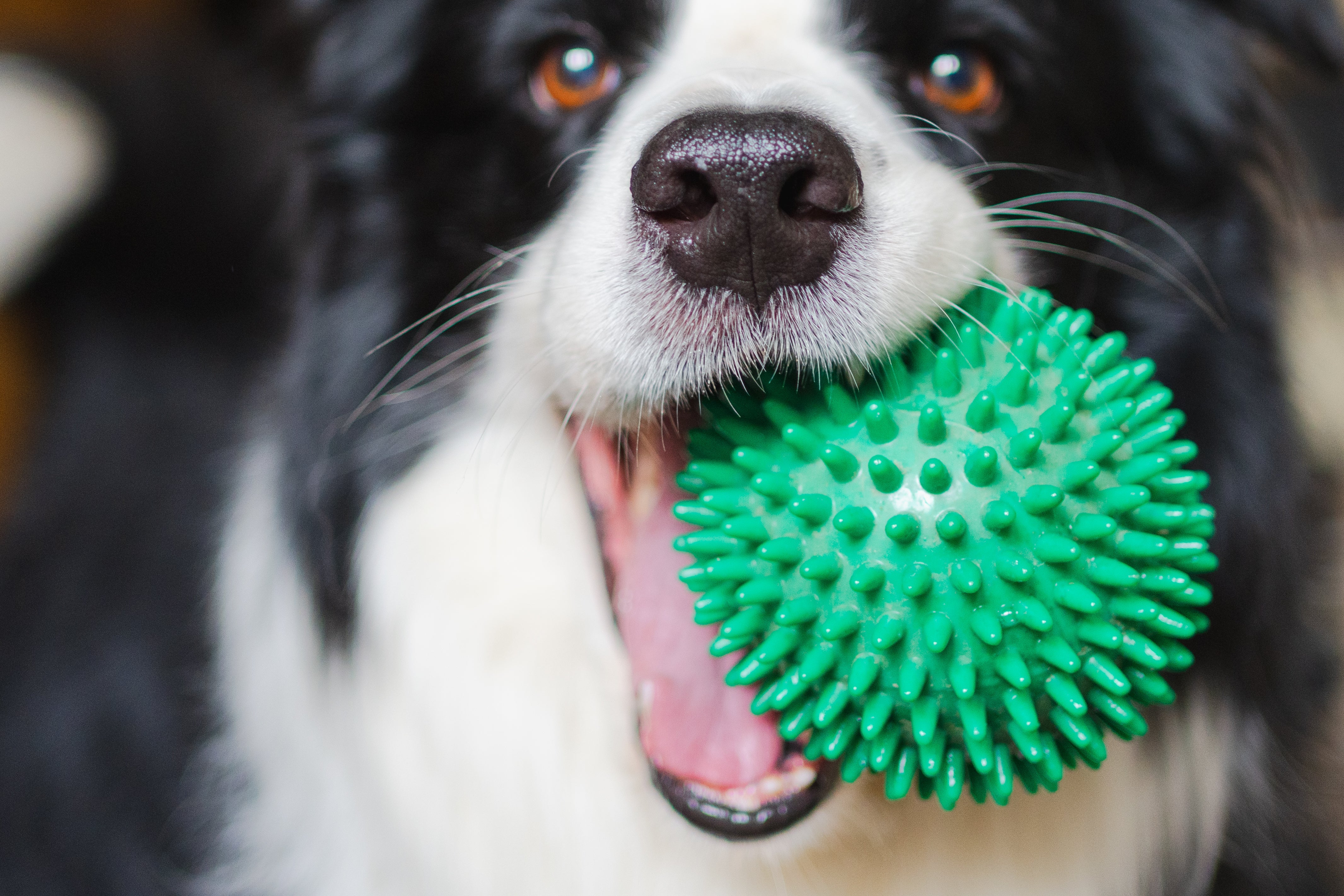 Por que alguns cães trazem brinquedos quando você chega em casa?