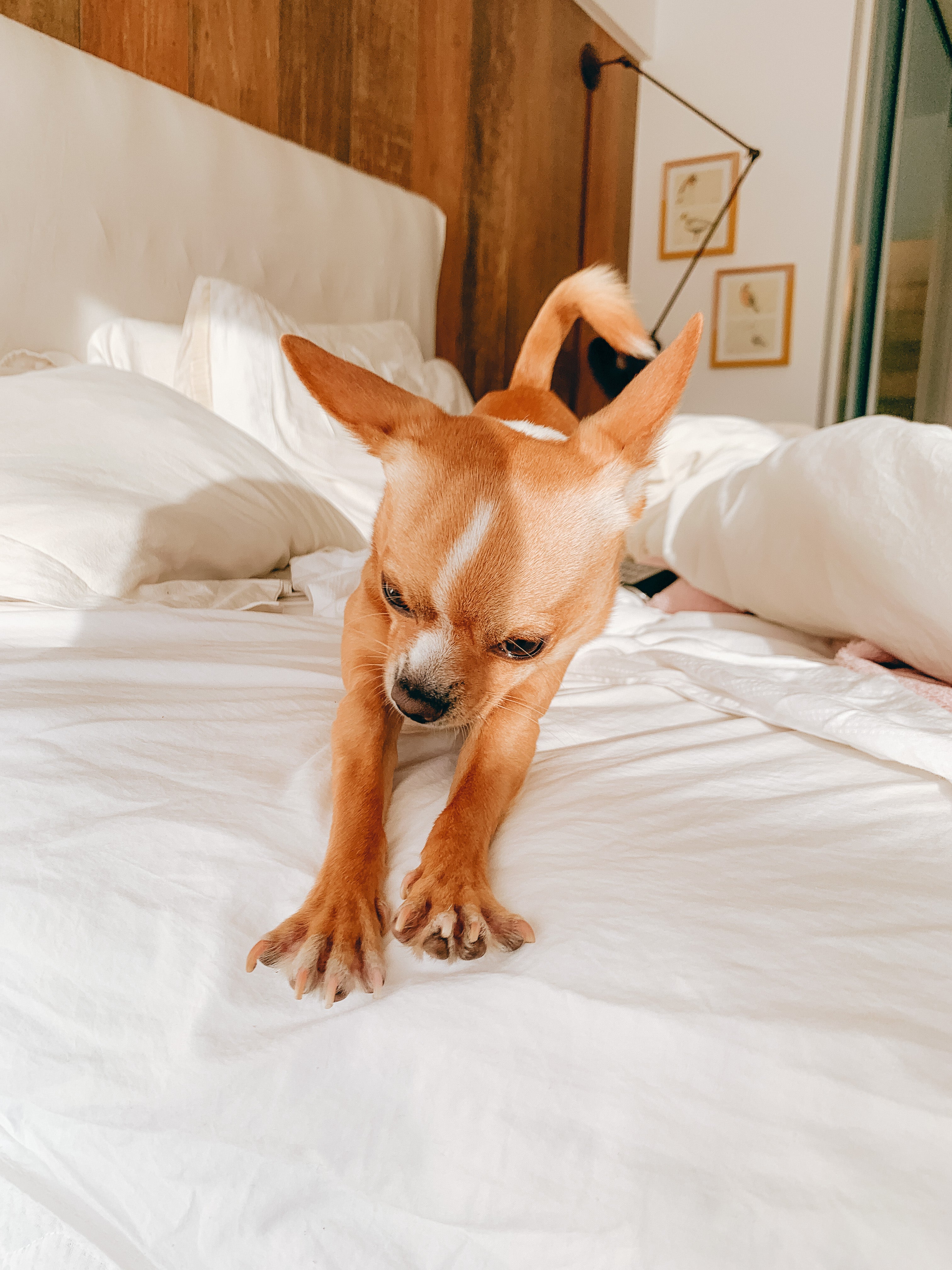 Por que alguns cães “cavam” a cama antes de deitar? Entenda esse comportamento natural