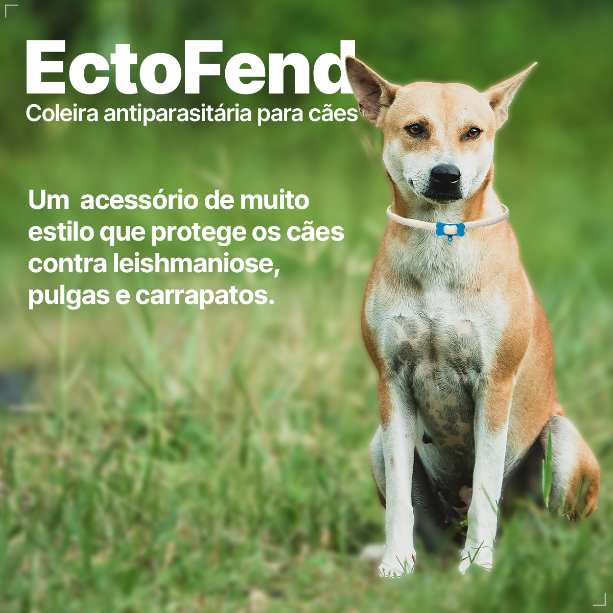 Coleira Ectofend Anti pulgas Carrapatos 48cm Leishmaniose P