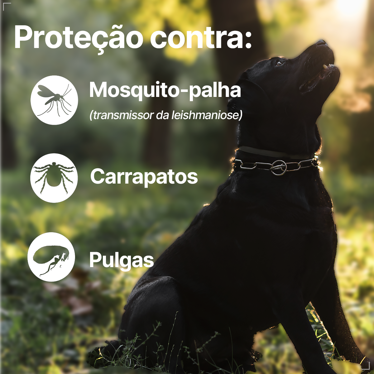 Coleira Ectofend Anti pulgas Carrapatos 48cm Leishmaniose P