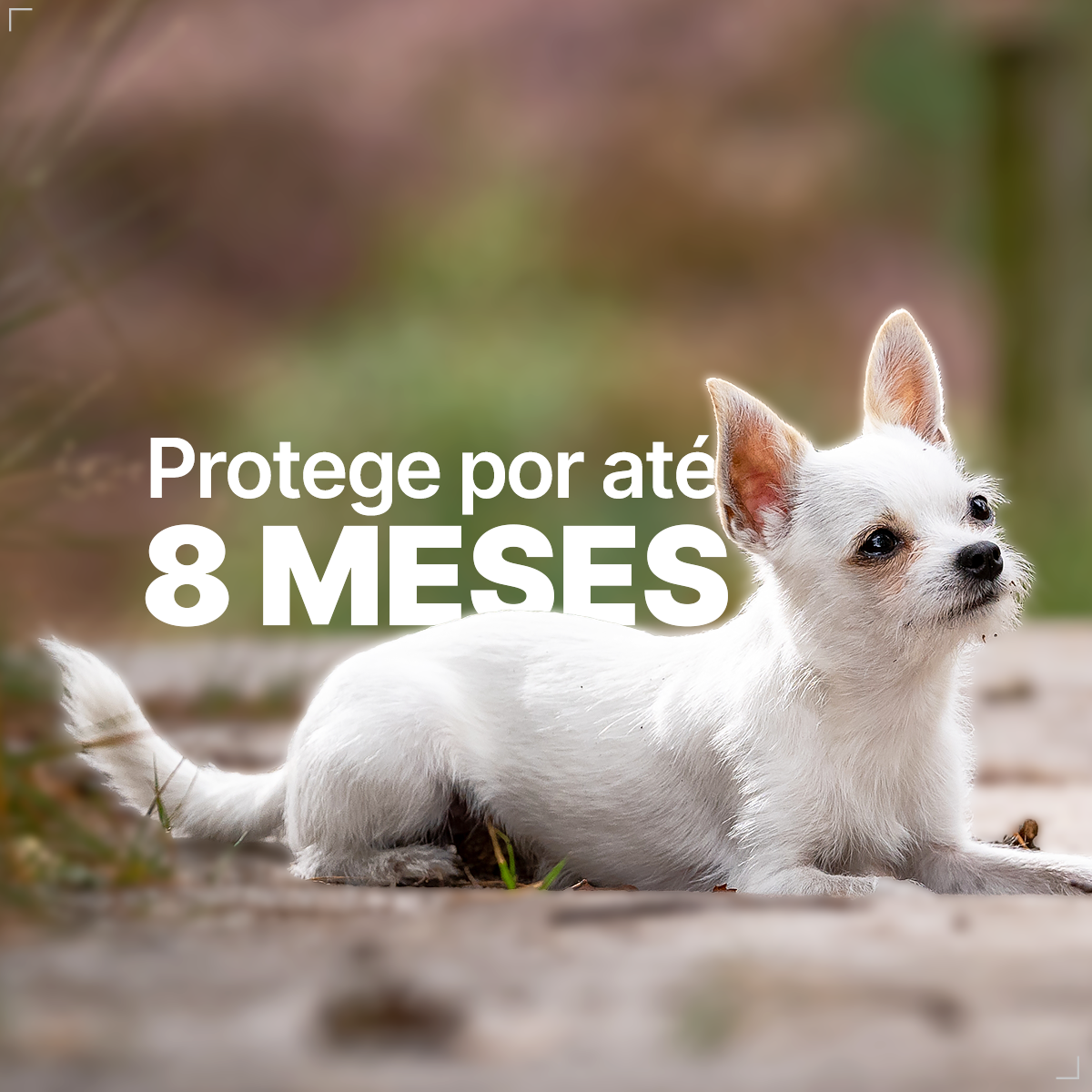 Coleira Ectofend Anti pulgas Carrapatos 48cm Leishmaniose P