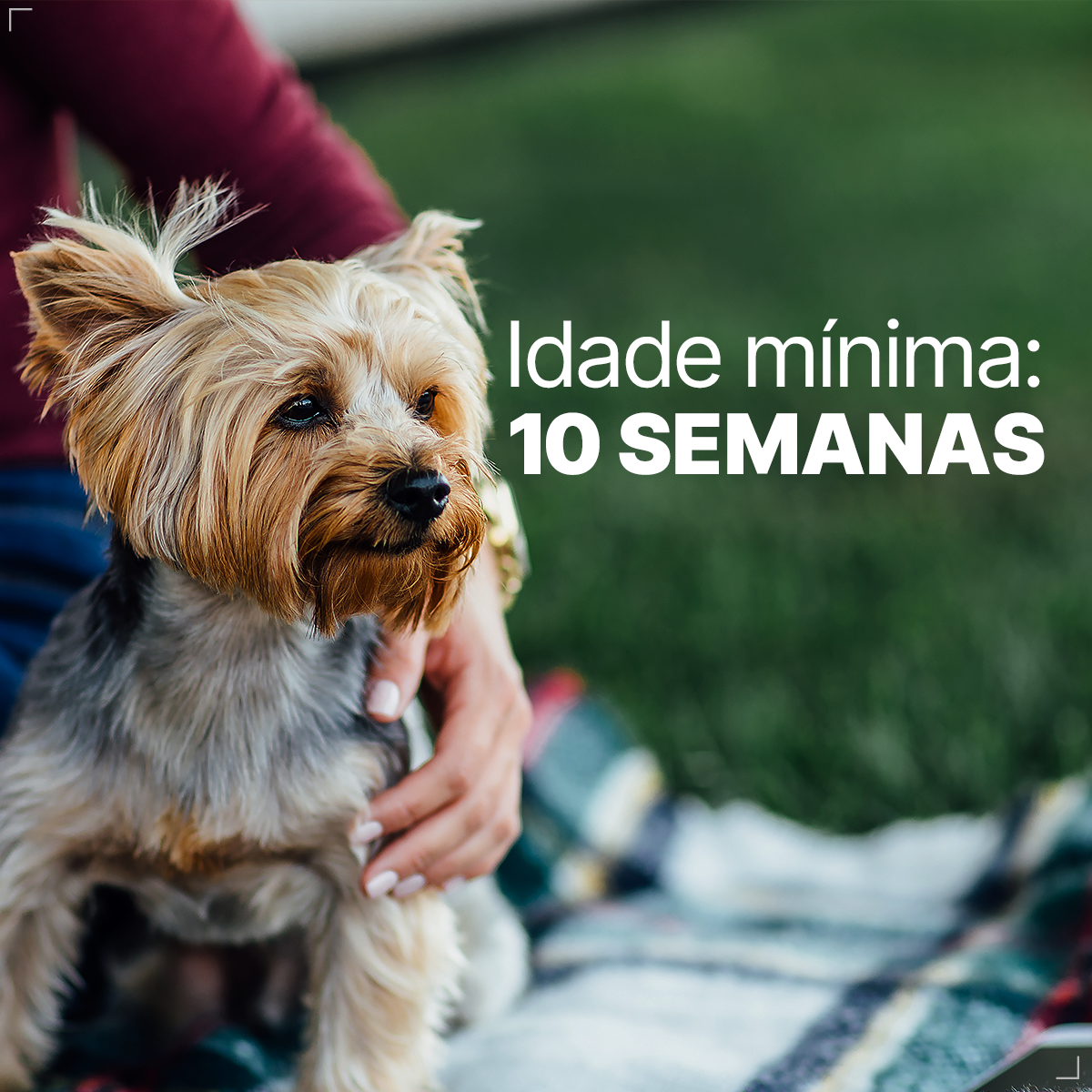 Coleira Ectofend Anti pulgas Carrapatos 48cm Leishmaniose P