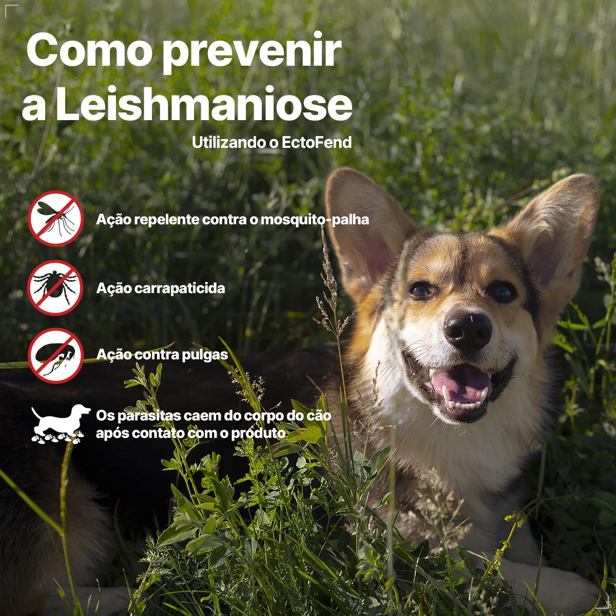 Coleira Ectofend Anti pulgas Carrapatos 48cm Leishmaniose P
