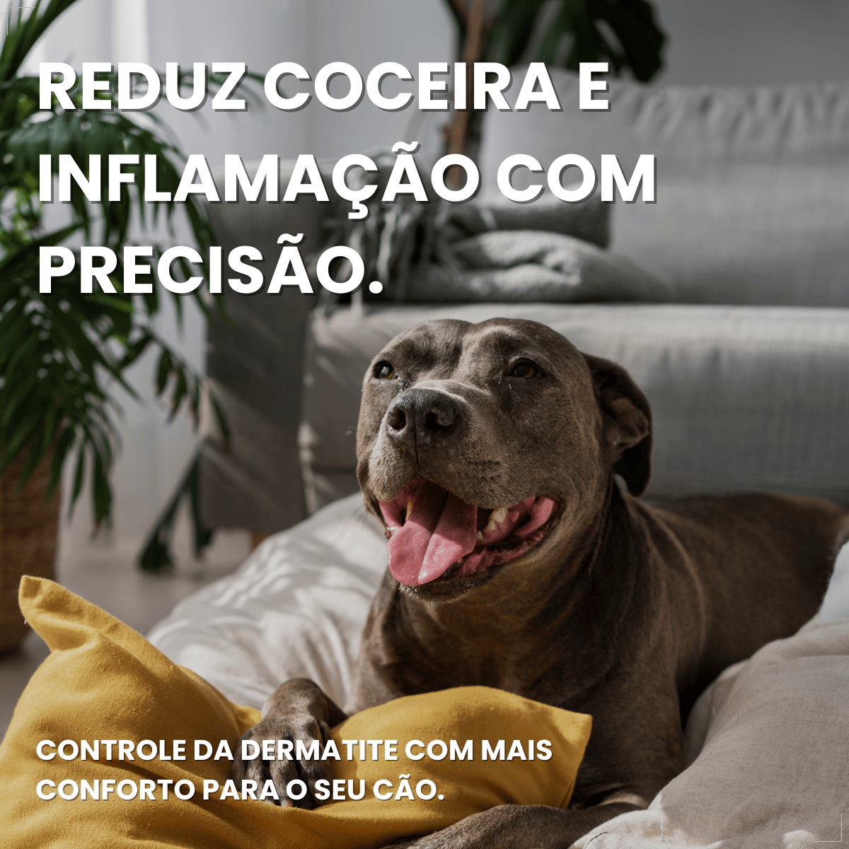 Zenrelia Antialérgico Para Dermatite Coceiras 8,5mg 30 comp