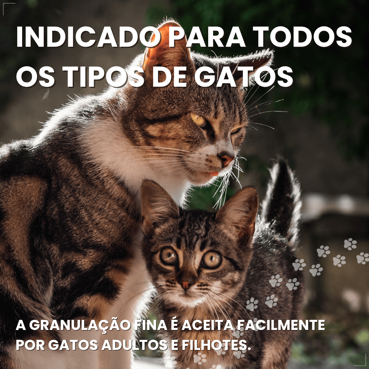 Kit 2  Areia Higienica Gato Pipicat Classic Elimina Odor 4kg