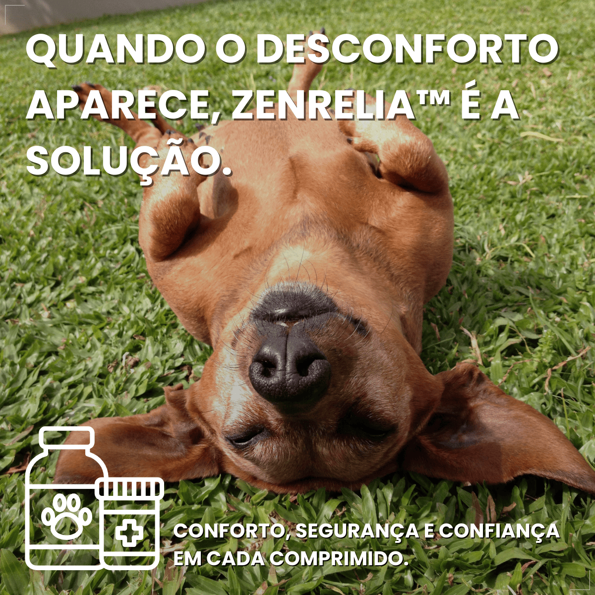 Zenrelia Antialérgico Para Dermatite Coceiras 6,4mg 30 Comp