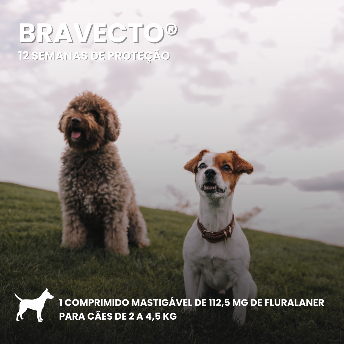 Bravecto Carrapatos Antipulgas Cães De 2,0 A 4,5 Kg Msd 112,5mg