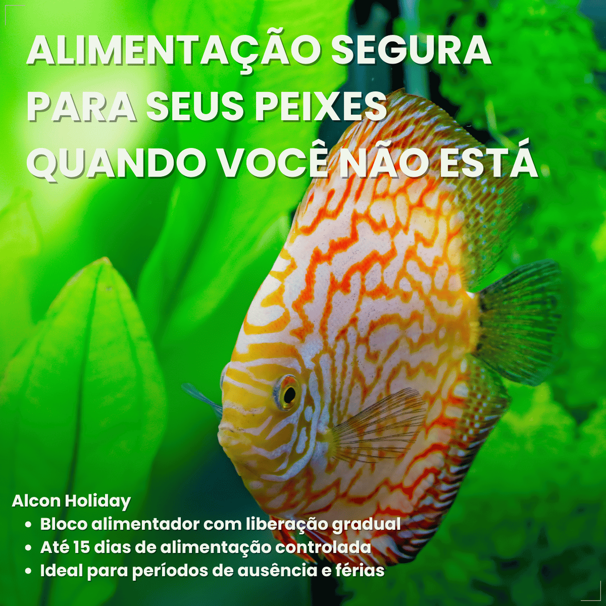 Kit 5 Ração  Alimento Para Peixes Alcon Holiday15 Dias 20g