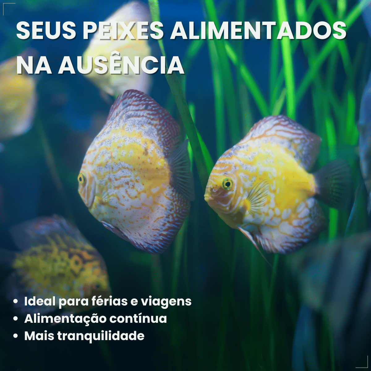 Kit 5 Ração  Alimento Para Peixes Alcon Holiday15 Dias 20g
