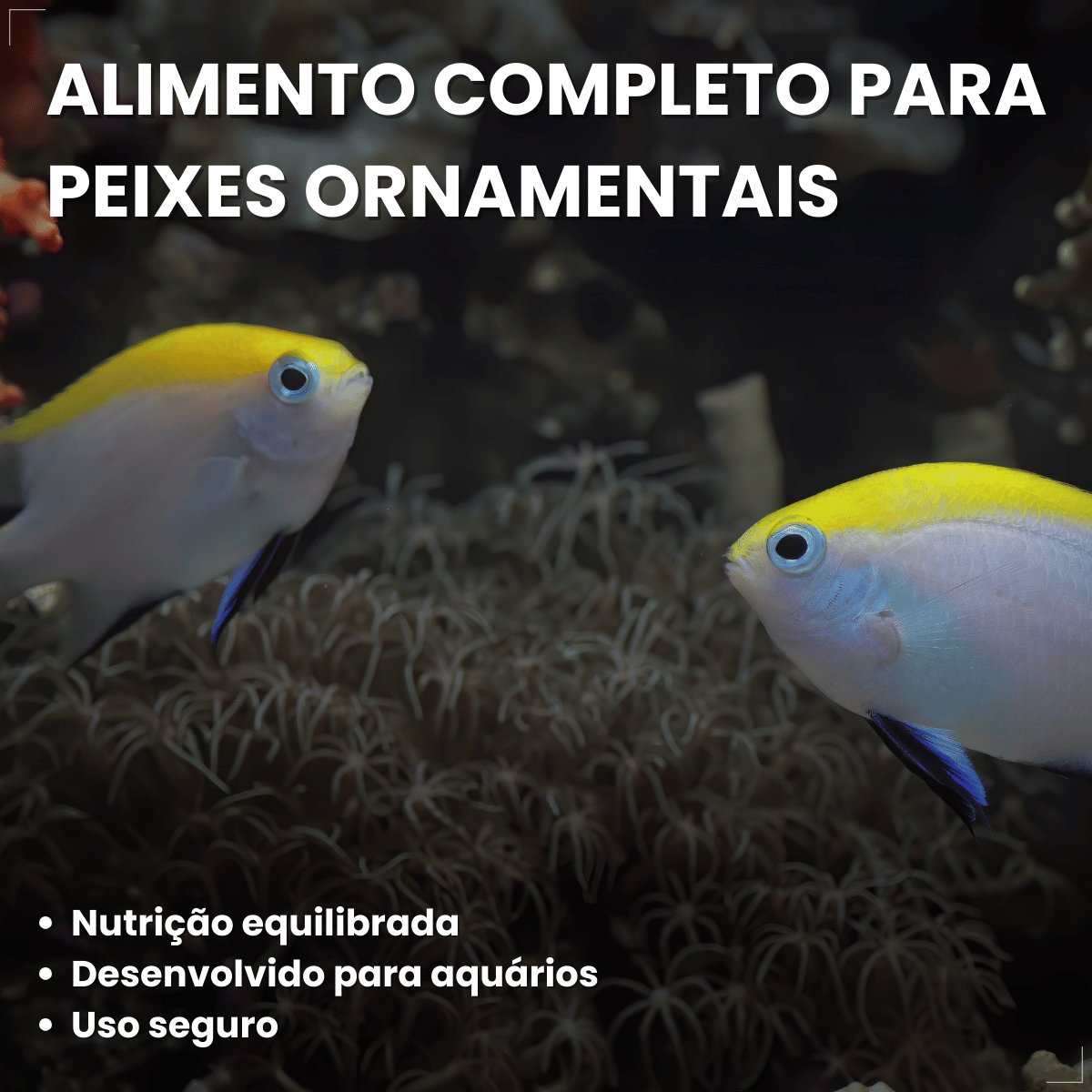 Kit 5 Ração  Alimento Para Peixes Alcon Holiday15 Dias 20g