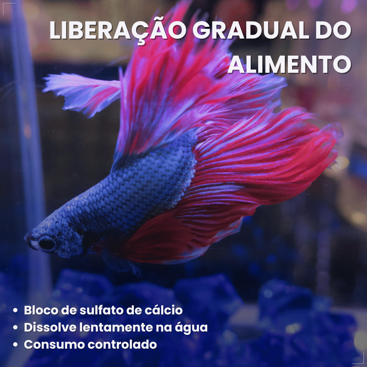 Kit 5 Ração  Alimento Para Peixes Alcon Holiday15 Dias 20g
