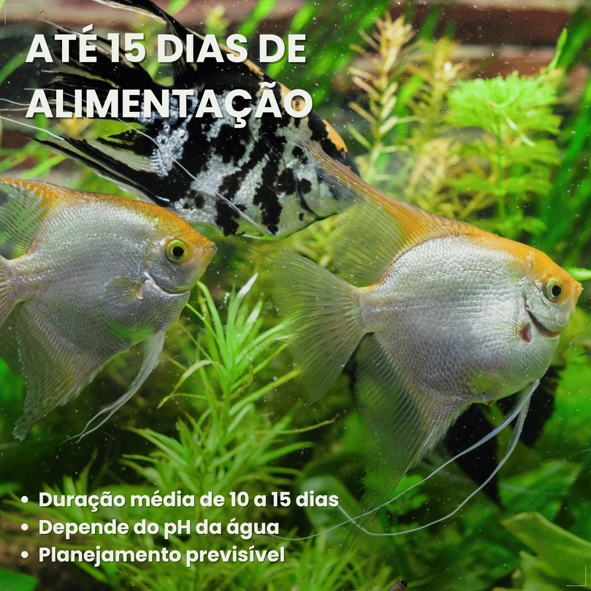 Kit 5 Ração  Alimento Para Peixes Alcon Holiday15 Dias 20g