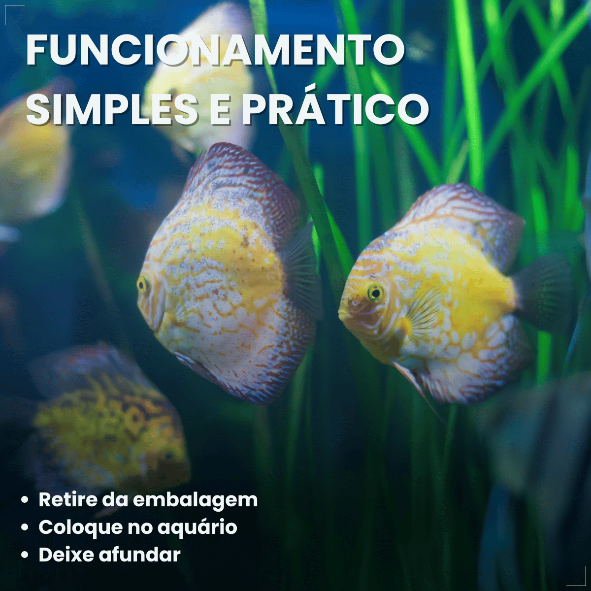 Kit 5 Ração  Alimento Para Peixes Alcon Holiday15 Dias 20g